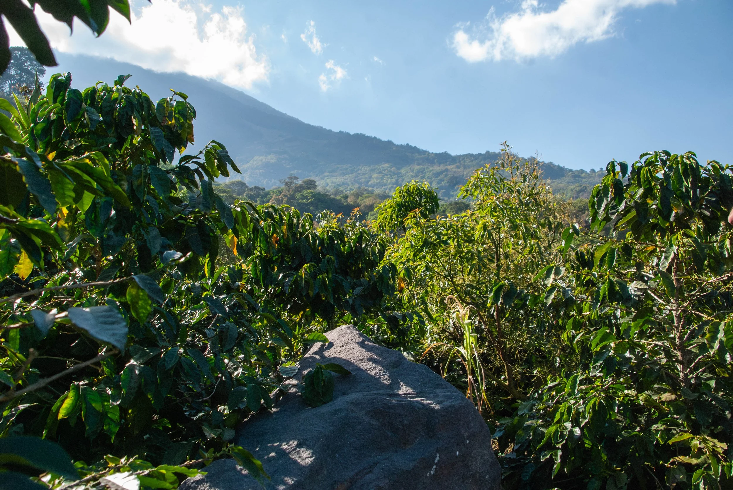 coffee fields in Atitlán coffee growing region | how the coffee C market impacts coffee producers & their work in Guatemala