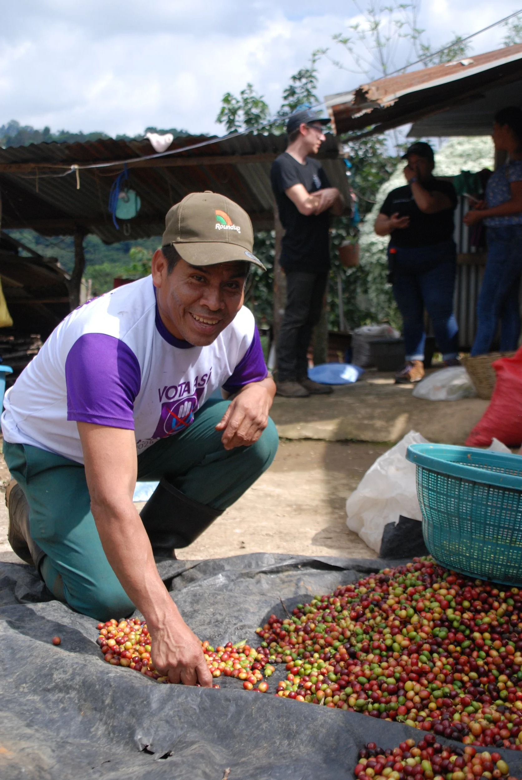 Coffee producer in San Marcos coffee growing region of Guatemala | sorting ripe coffee cherries