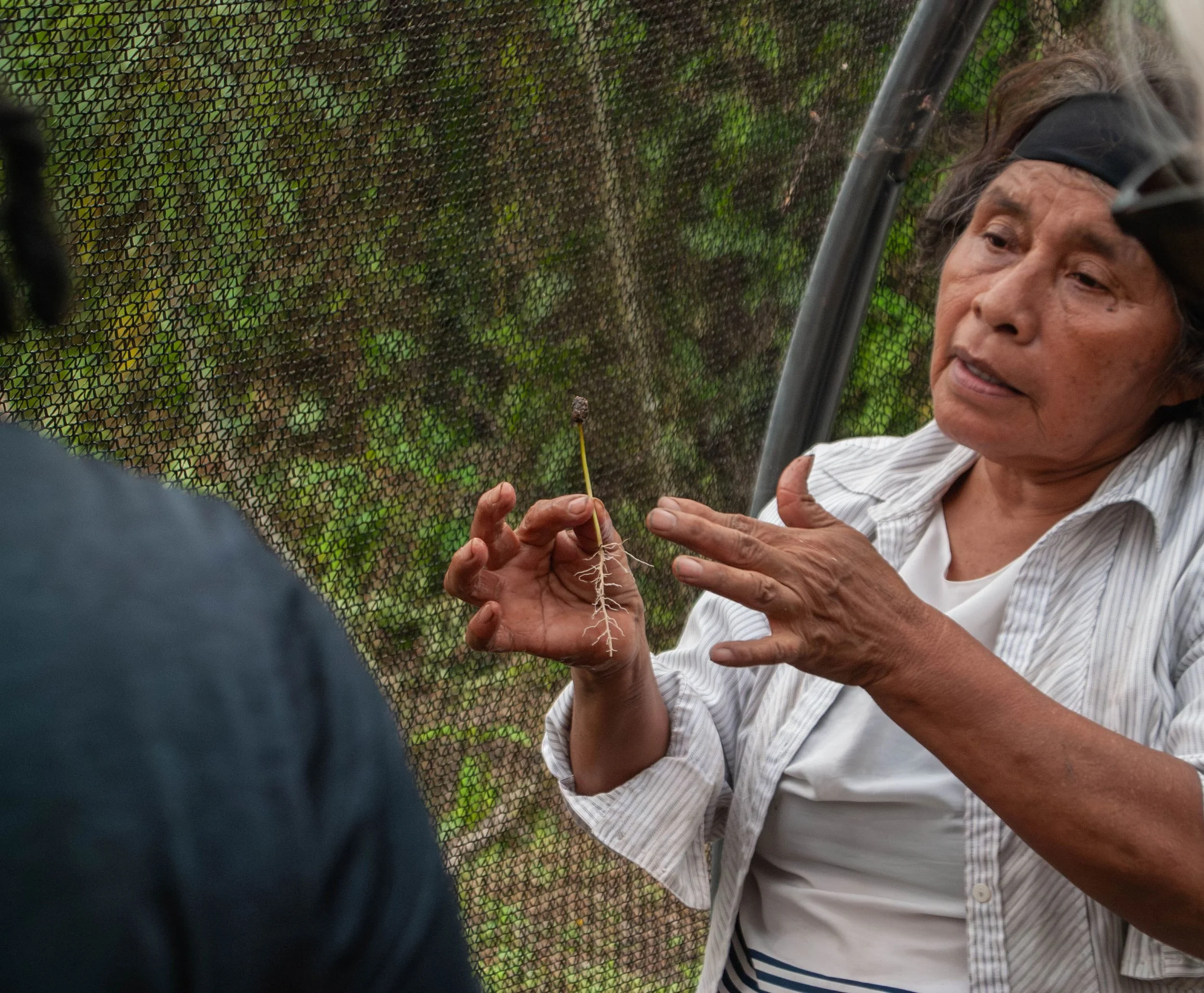 Coffee producer showing origin trip participants how to plant new coffee trees