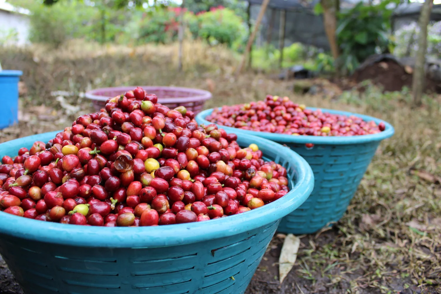 Wholesale Green Coffee — De La Gente