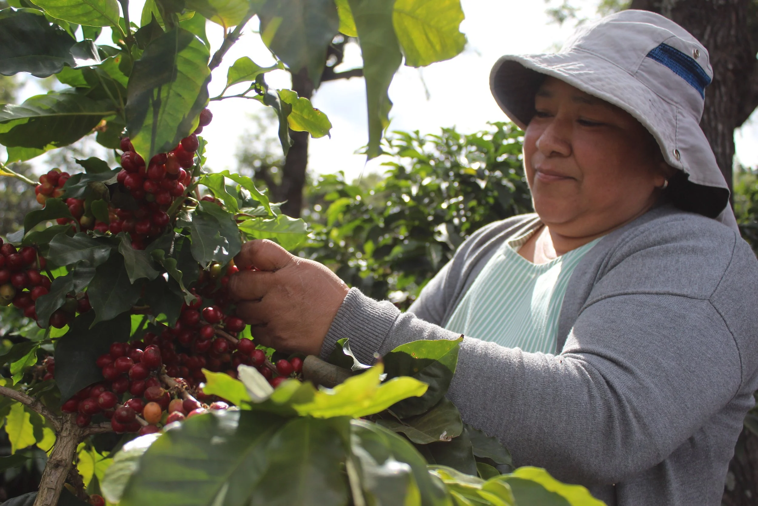 giving back and creating positive impact for coffee producers in Guatemala