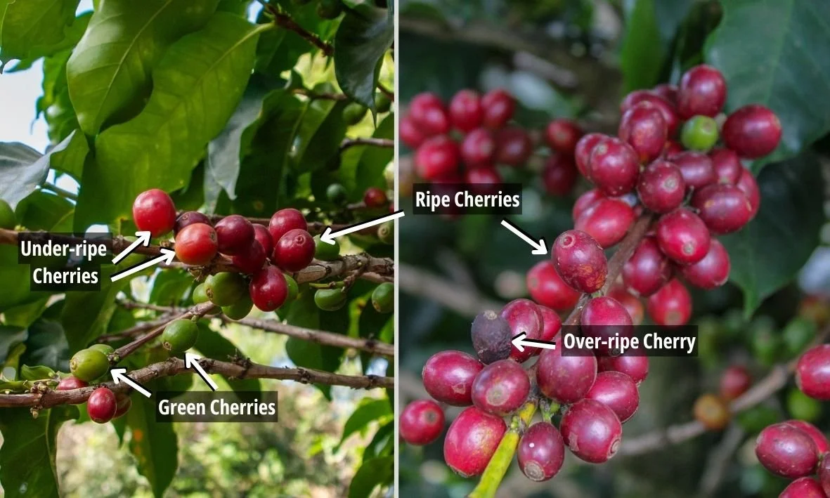 how coffee is made starts with coffee cherries - importance of coffee harvesting ripe cherries