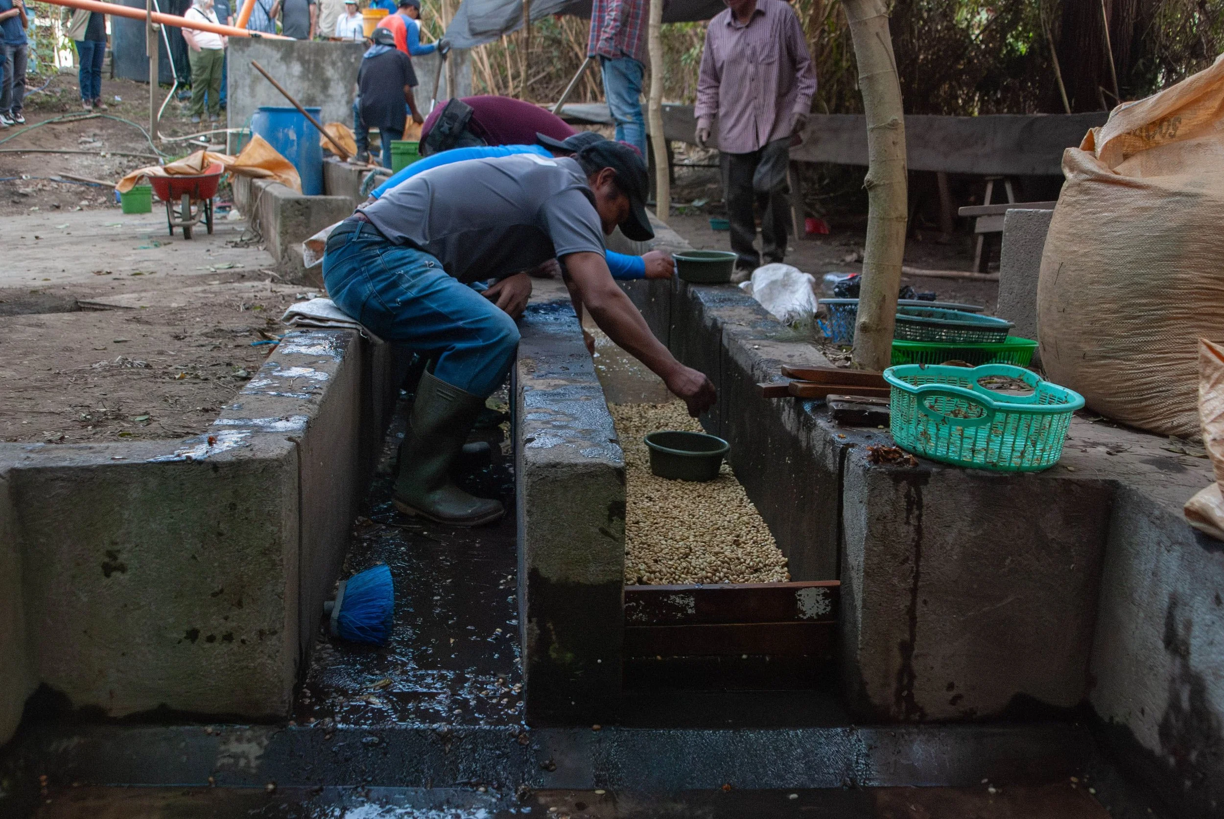 Coffee washing station in Atitlán coffee growing region in Guatemala | Guatemalan coffee | origin trips