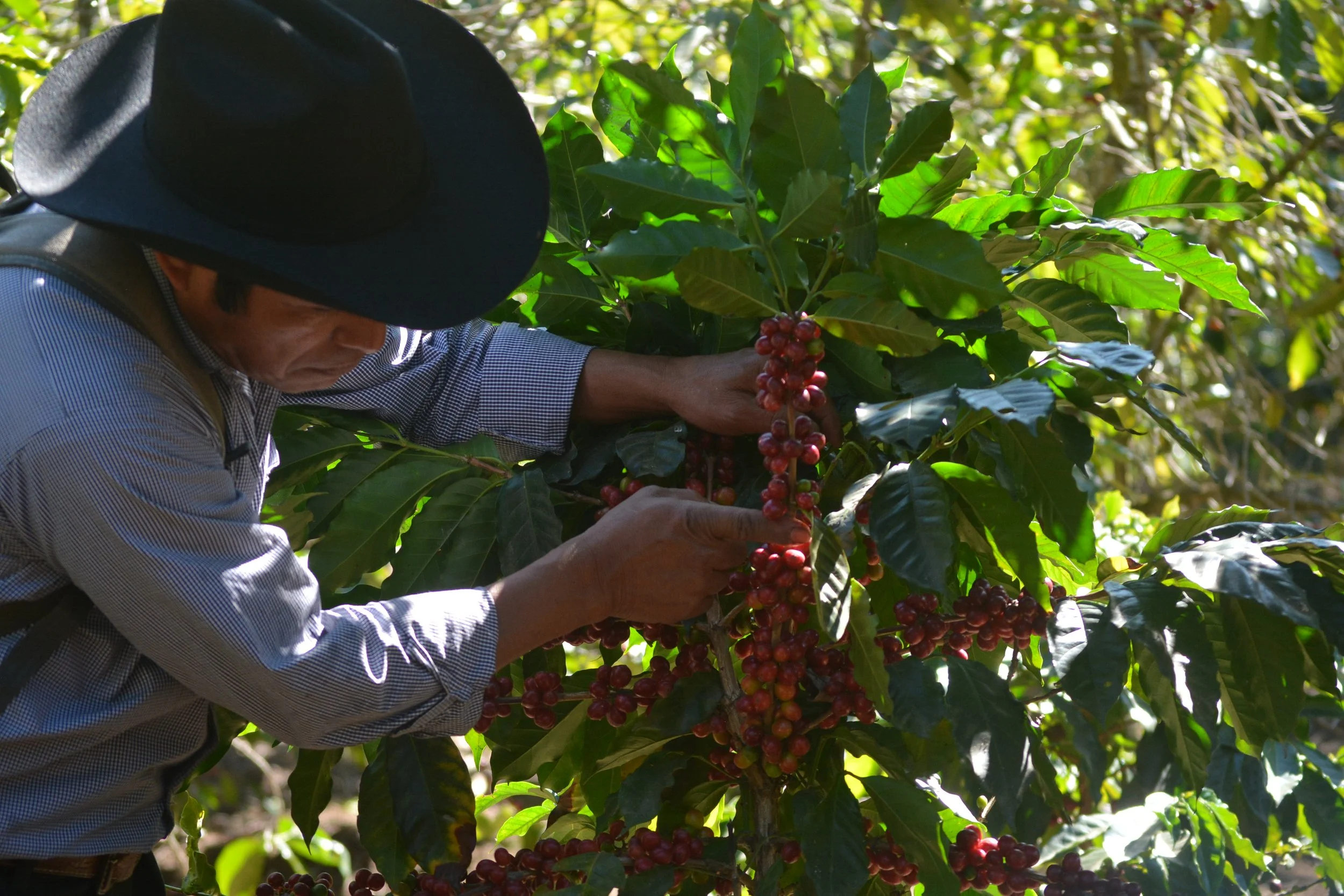 The Indigenous Farming Community of Ija’tz Cooperative - Traditional Farming that Sustains Coffee and People