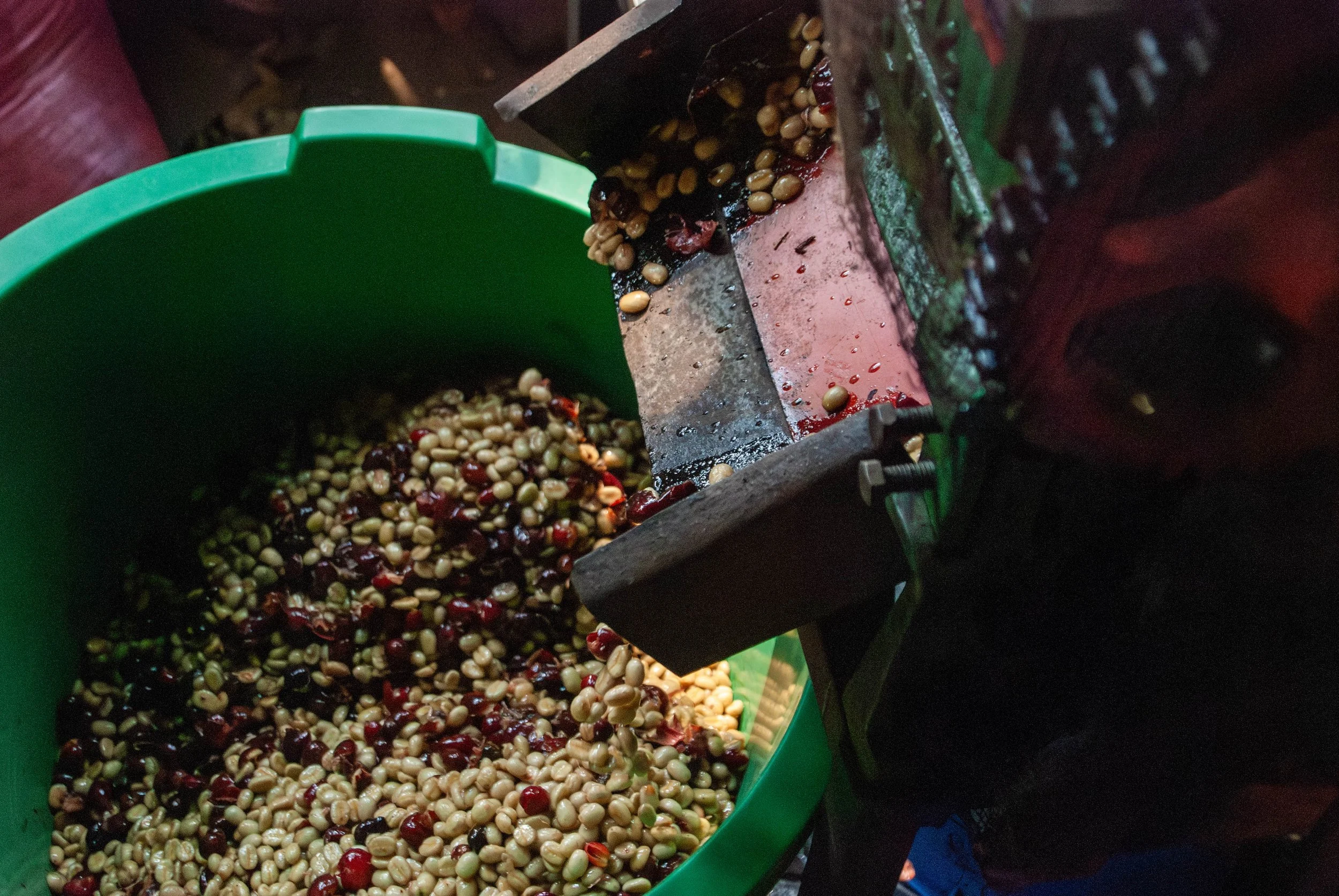 depulped stage for washed processed coffee | innovation in coffee with machinery for coffee processing