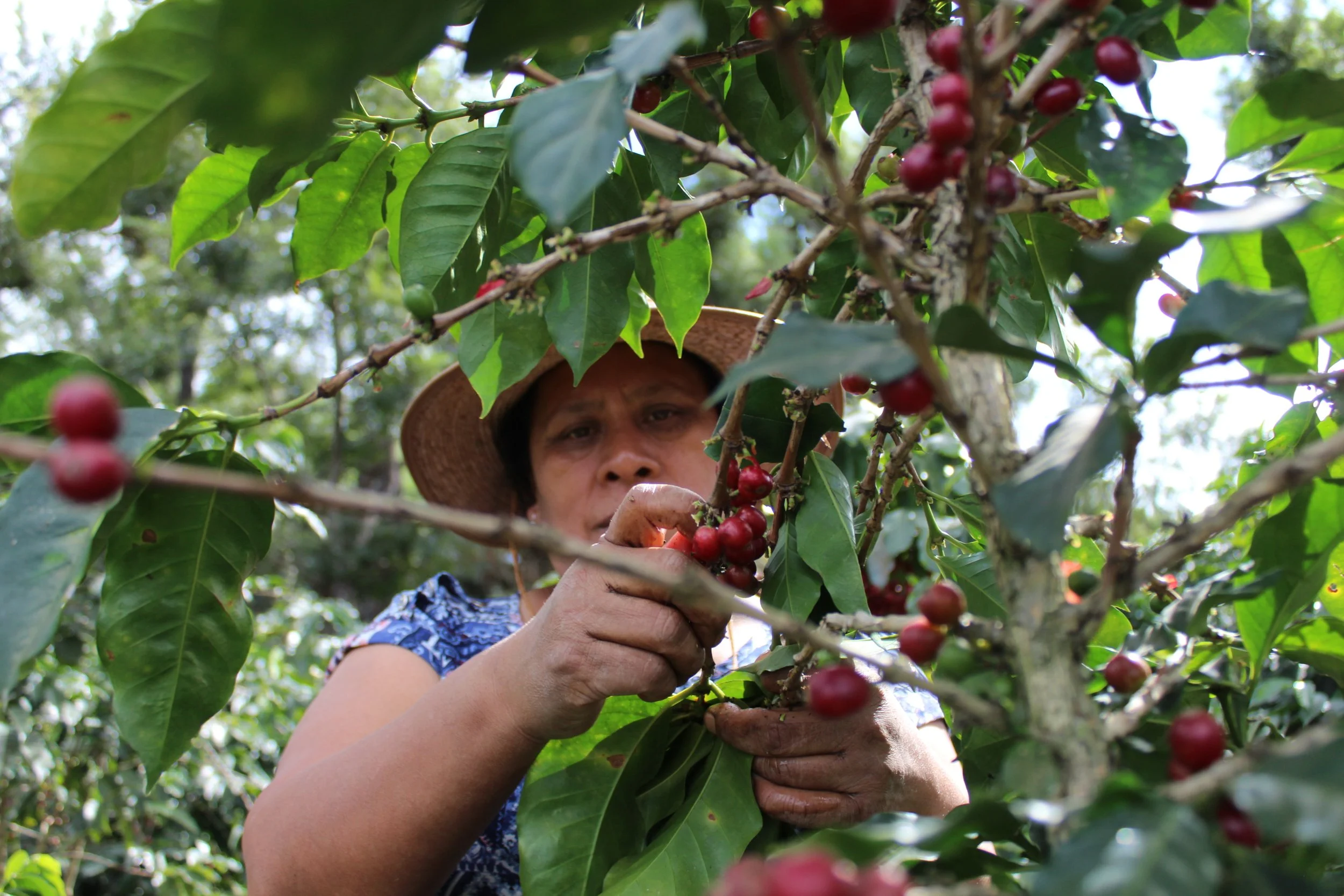 Woman in coffee fields harvesting ripe coffee cherries in Guatemala | women Accelerating Change