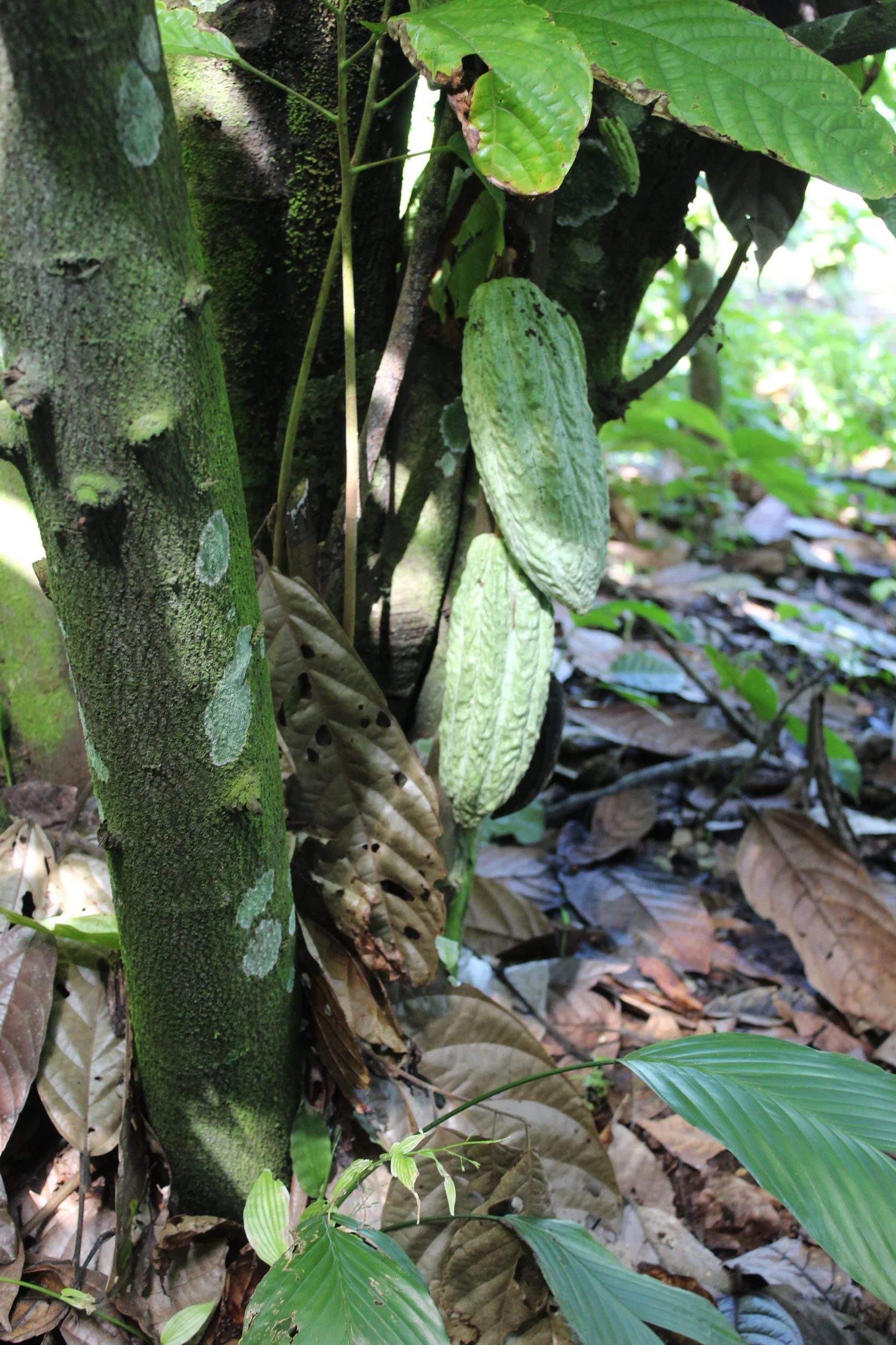 Cacao tree used as biodiversity method for coffee producers