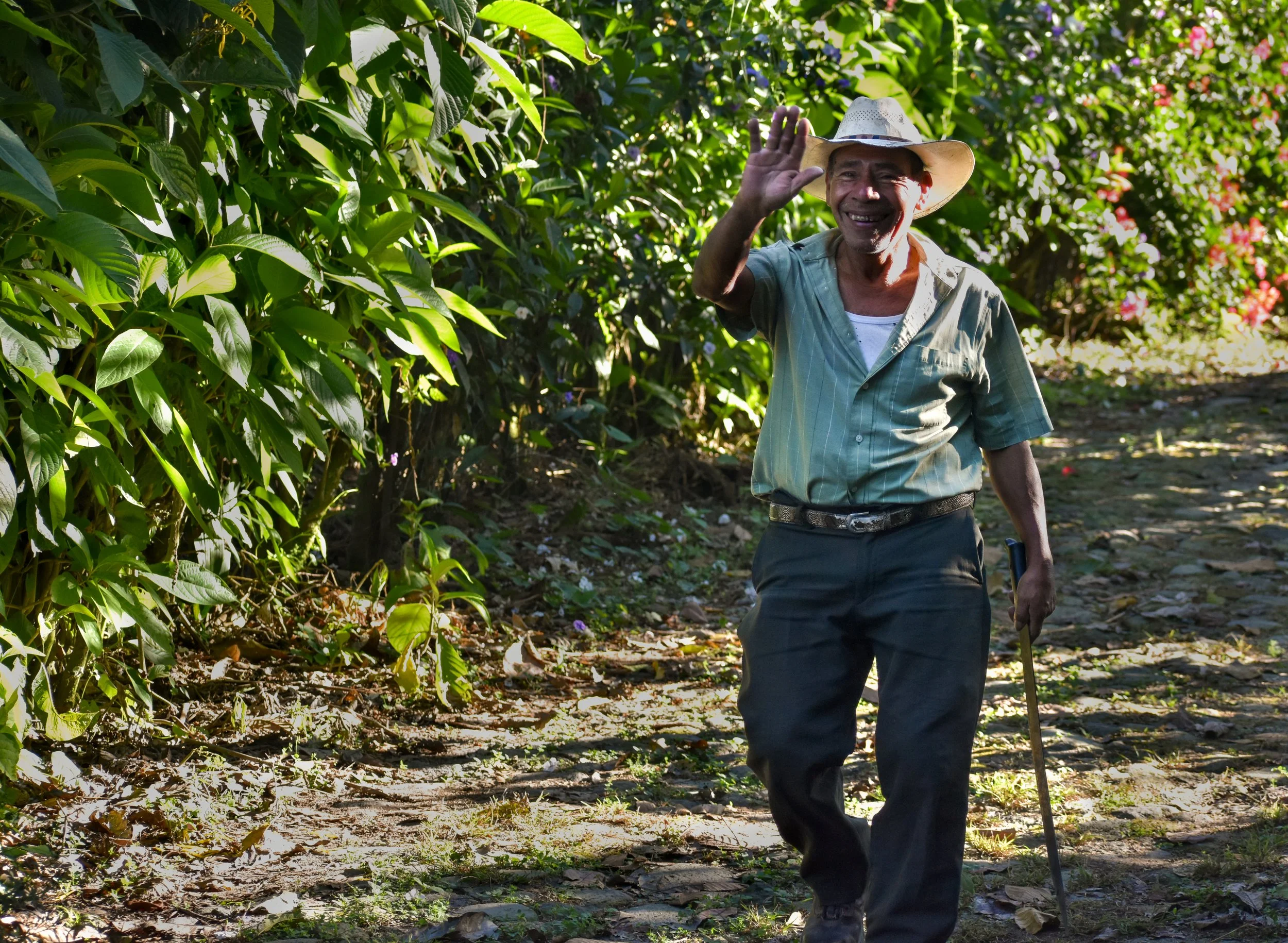 coffee moments - coffee producer waving while walking through coffee fields | creating connections through coffee