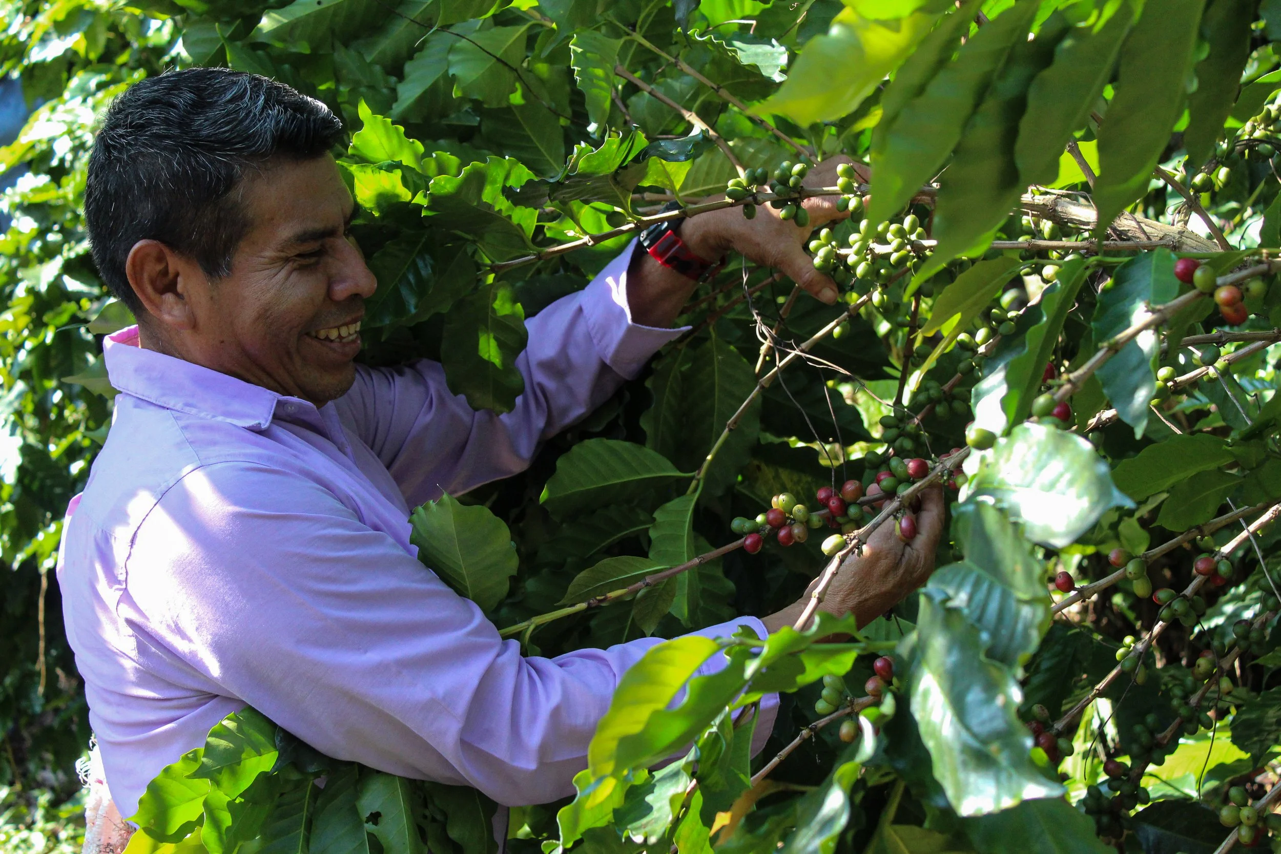 creating change in coffee communities - coffee producer in Guatemala harvesting coffee cherries