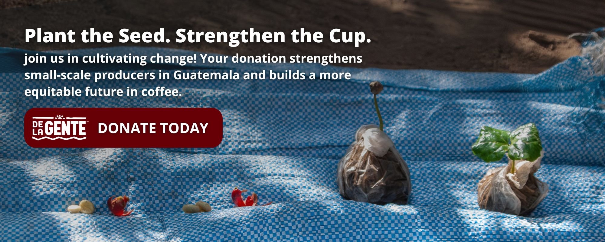 Donate button - Plant the Seed. Strengthen the Cup. Join us in cultivating change! Your donation strengthens small-scale producers in Guatemala and builds a more equitable future in coffee | Honoring our roots