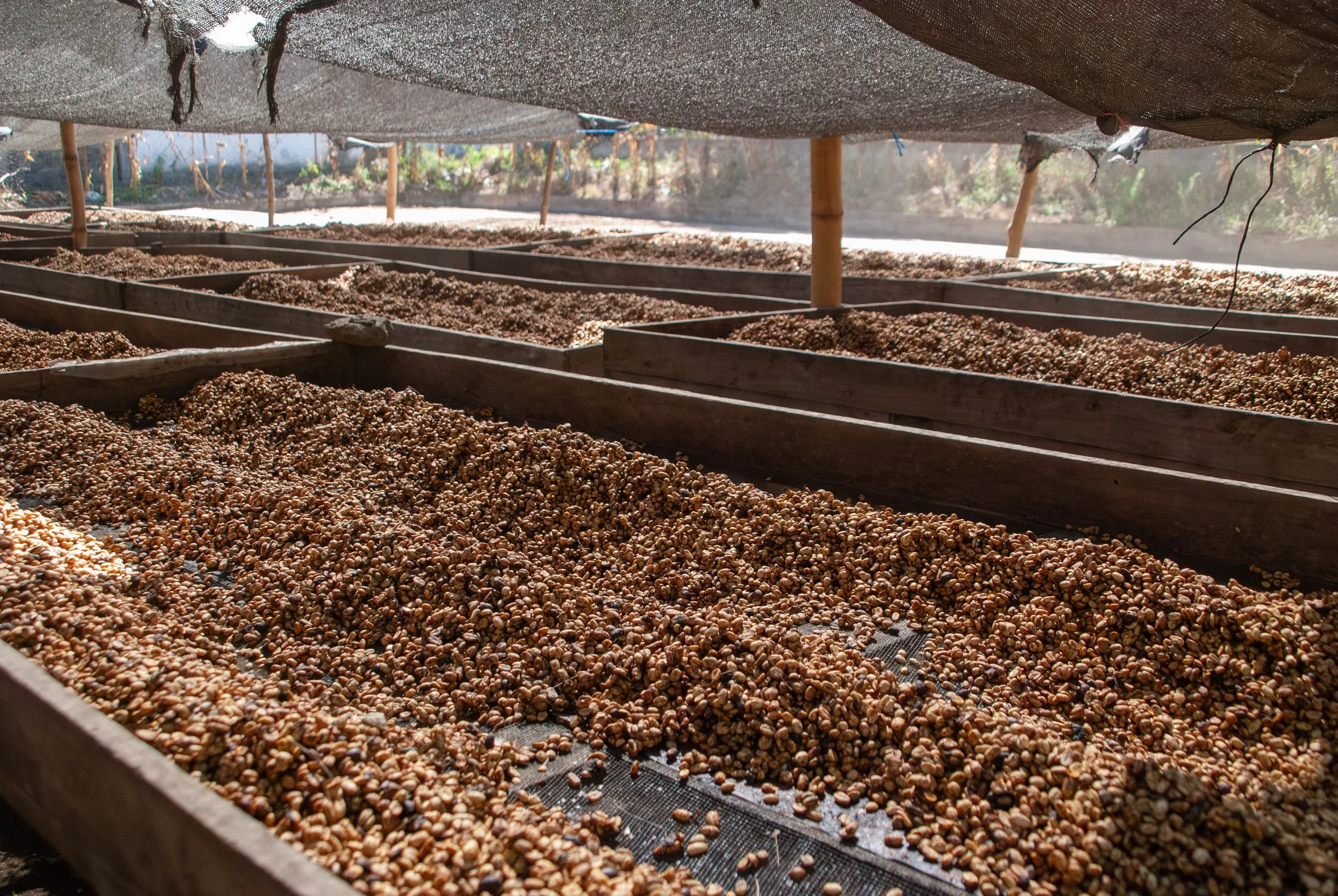 honey processed coffee on raised beds | maintaining sustainability in coffee