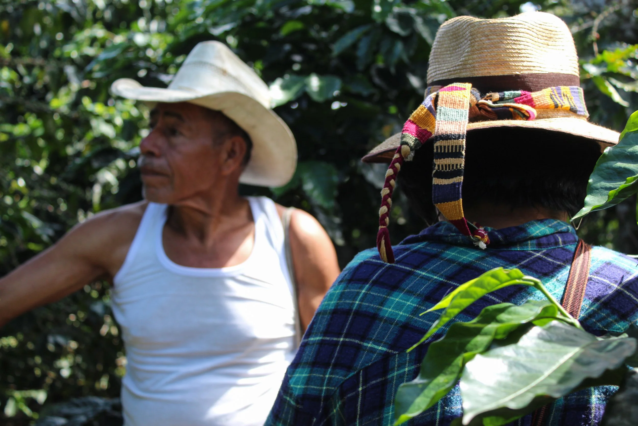 Two Guatemalan small scale coffee producers