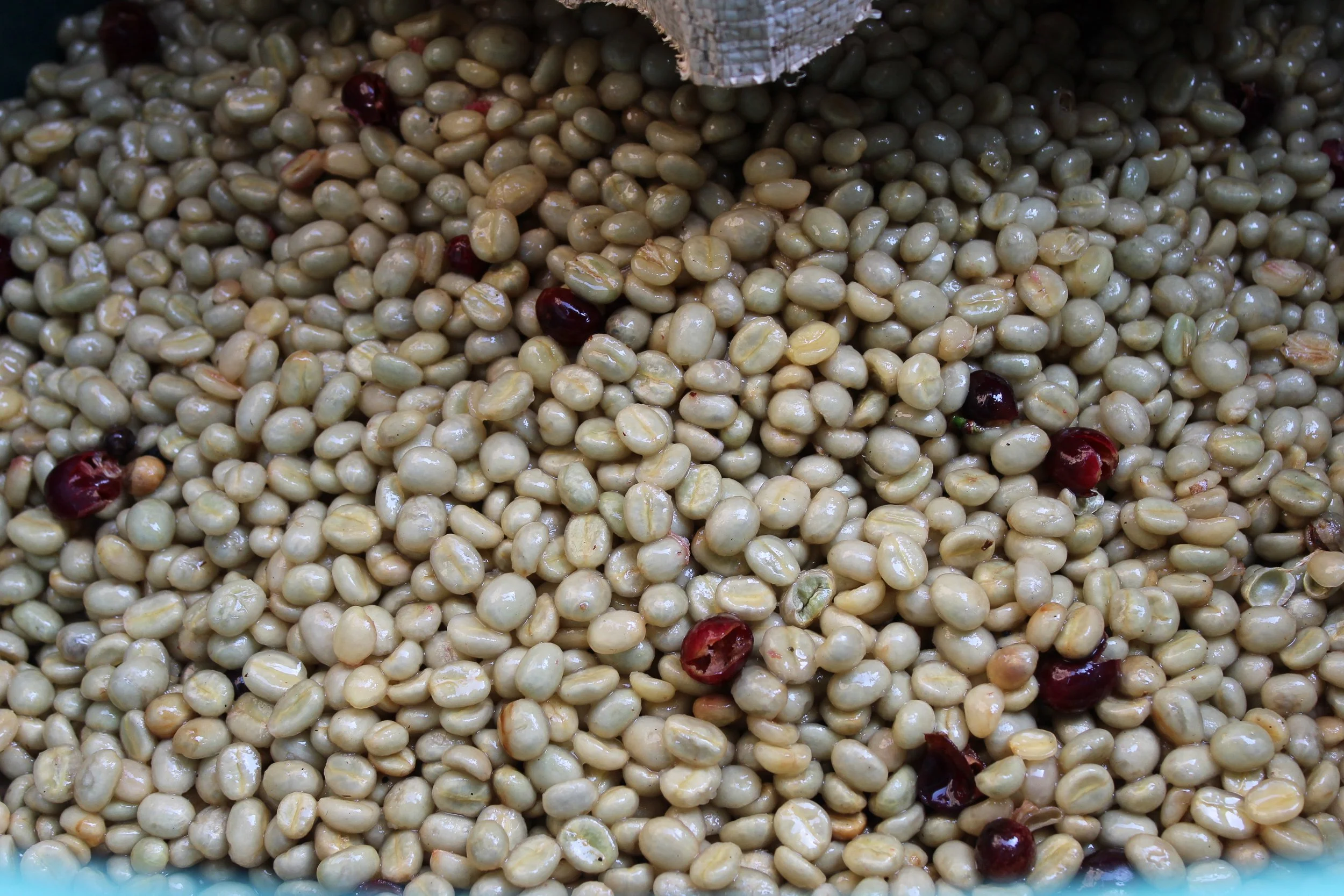 Coffee beans during the fermenting stage of the washed processed of coffee | young group of coffee producers
