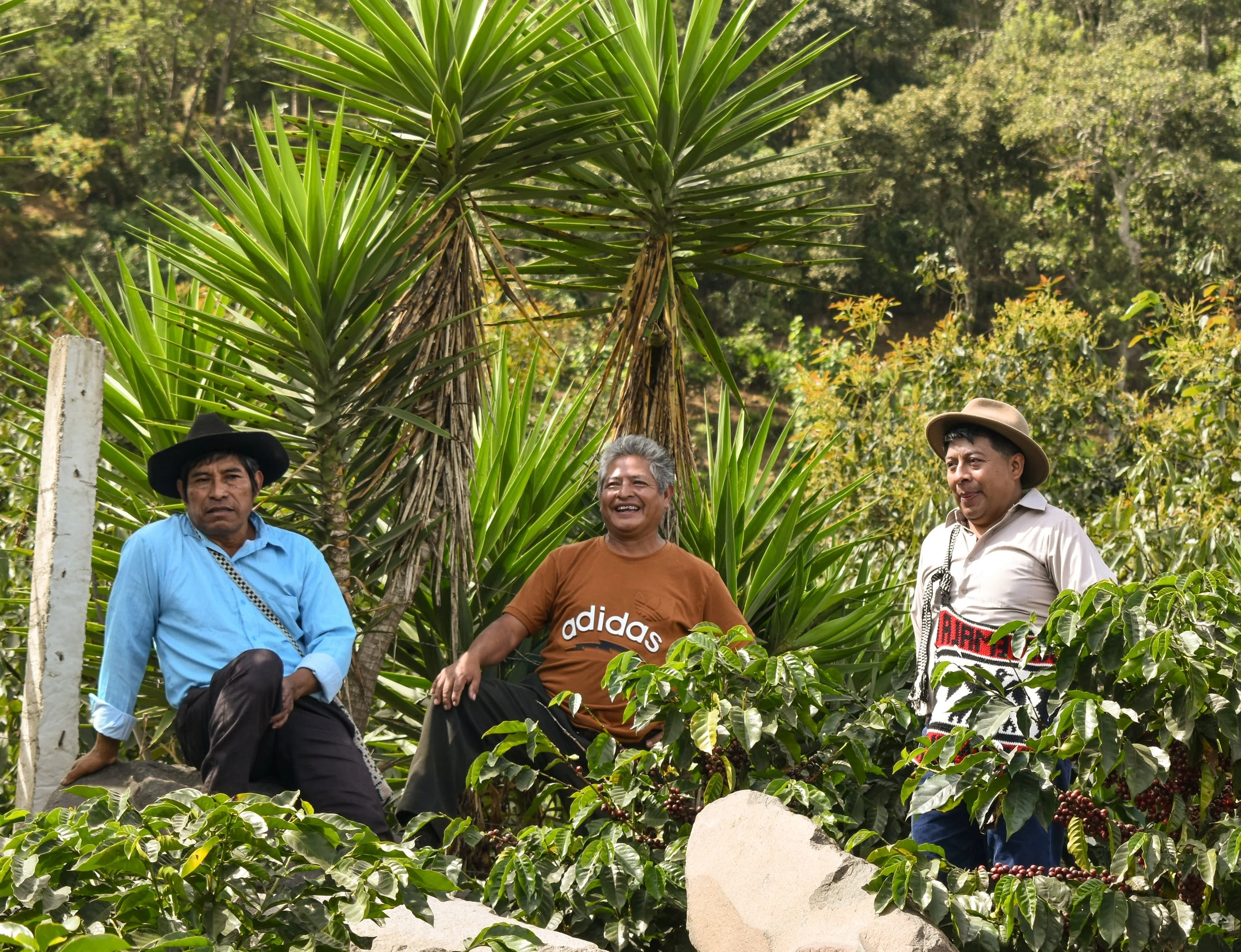 Sustainable coffee producers who are members of a cooperative