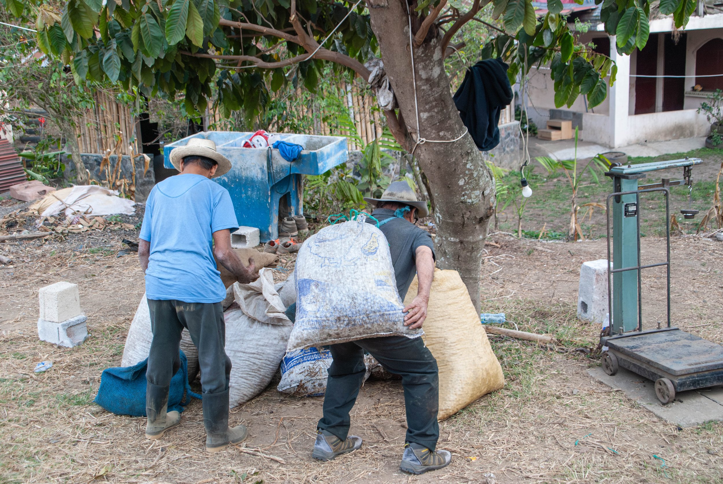 coffee producers adapting to the coffee c market and global market shifts