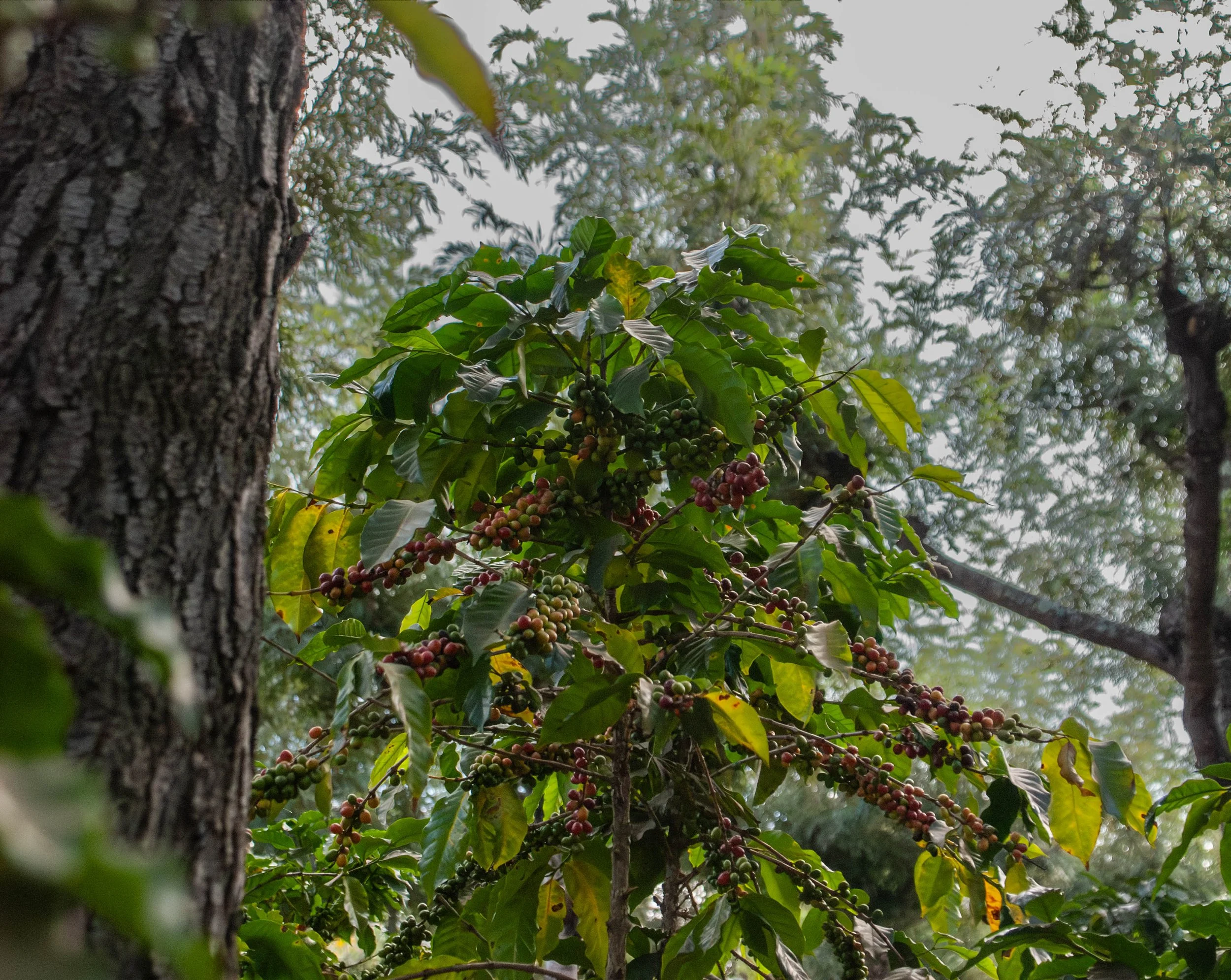coffee field owned by member farmers cooperative in Guatemala