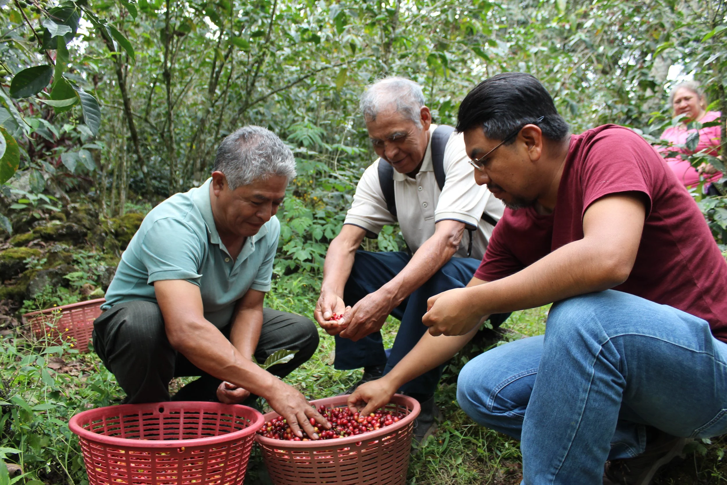Coffee producers in Atitlán region sorting coffee cherries - traditional farming