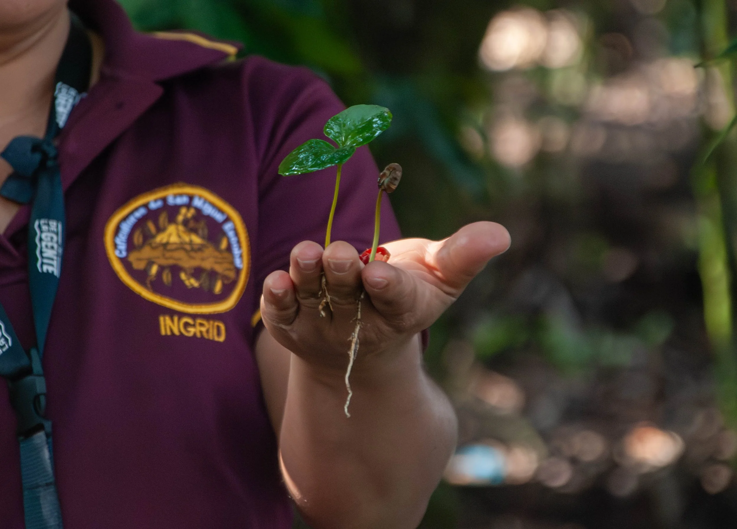 creating positive impact through coffee this festive season