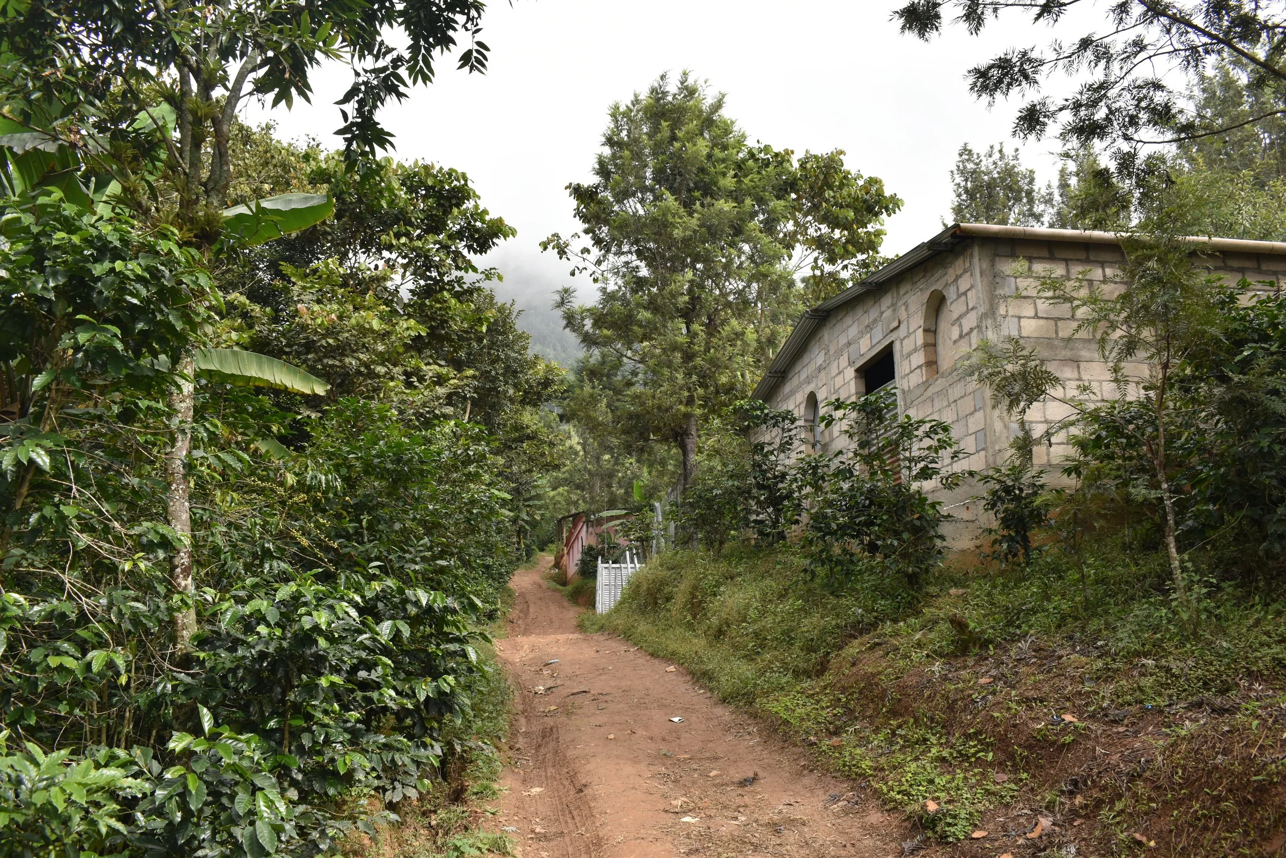Sustainable coffee community in Huehuetenango, Guatemala | the future of coffee
