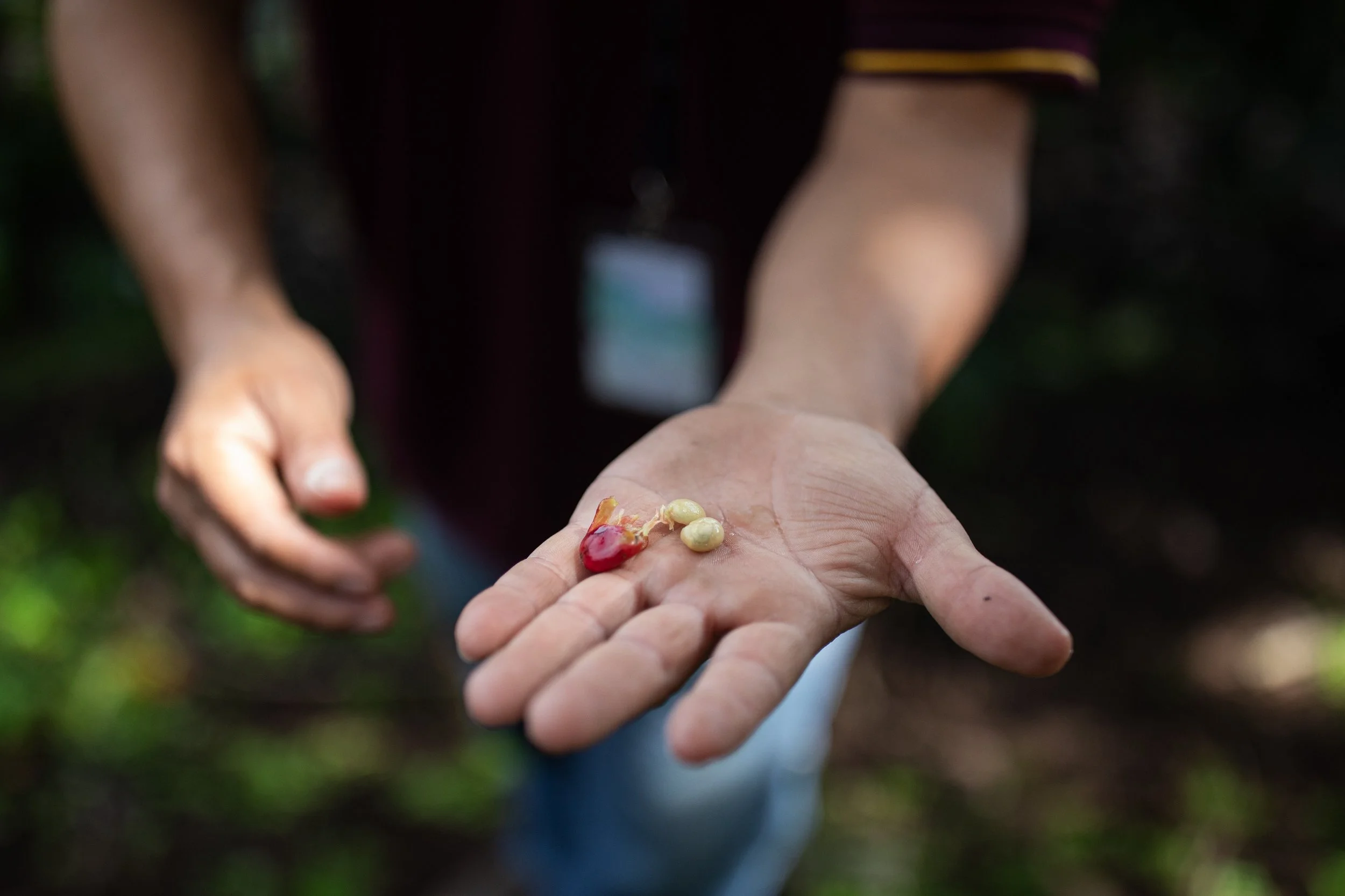 coffee producer showing inside of coffee cherry - outer layer and coffee beans
