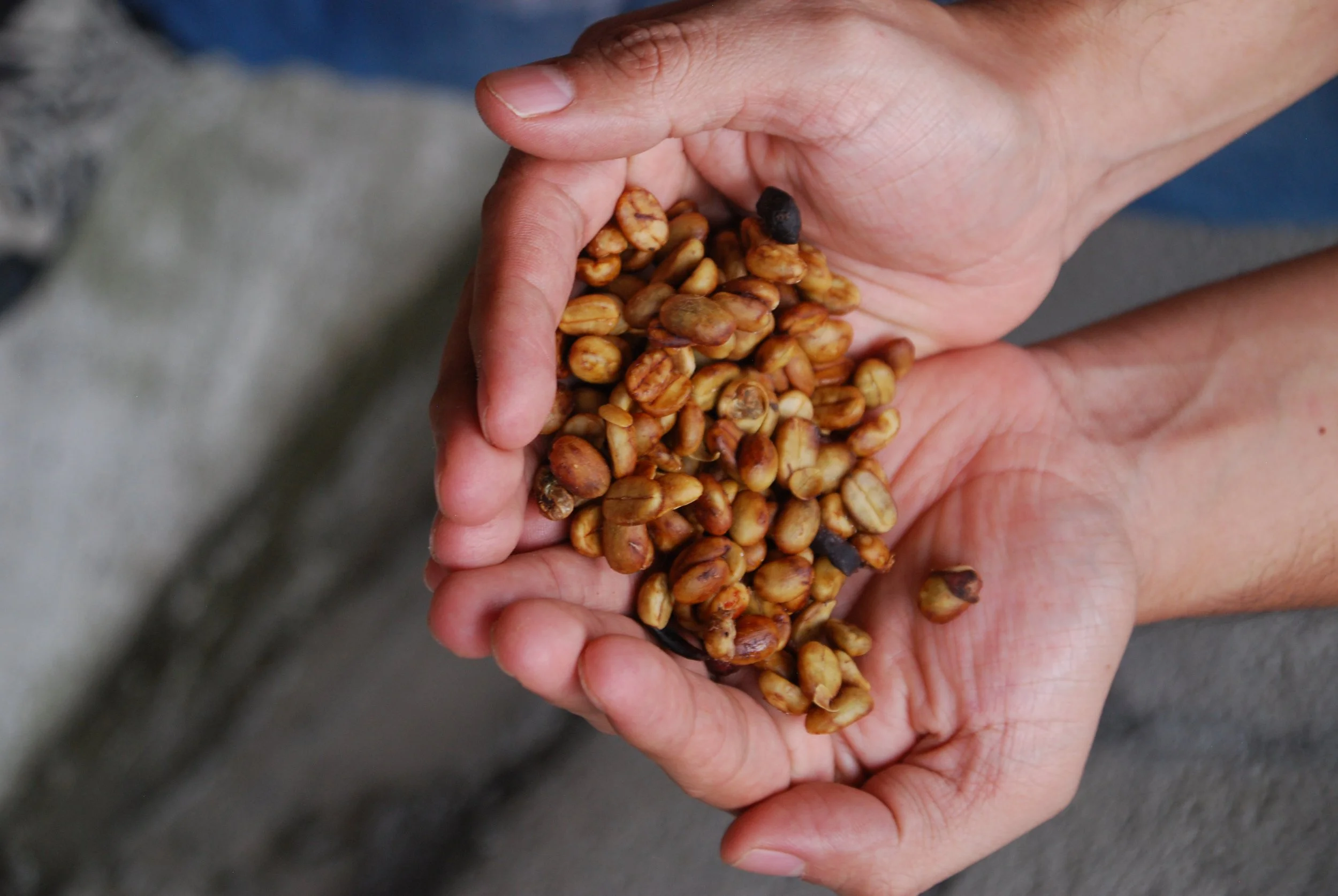 Guatemalan honey processed coffee beans