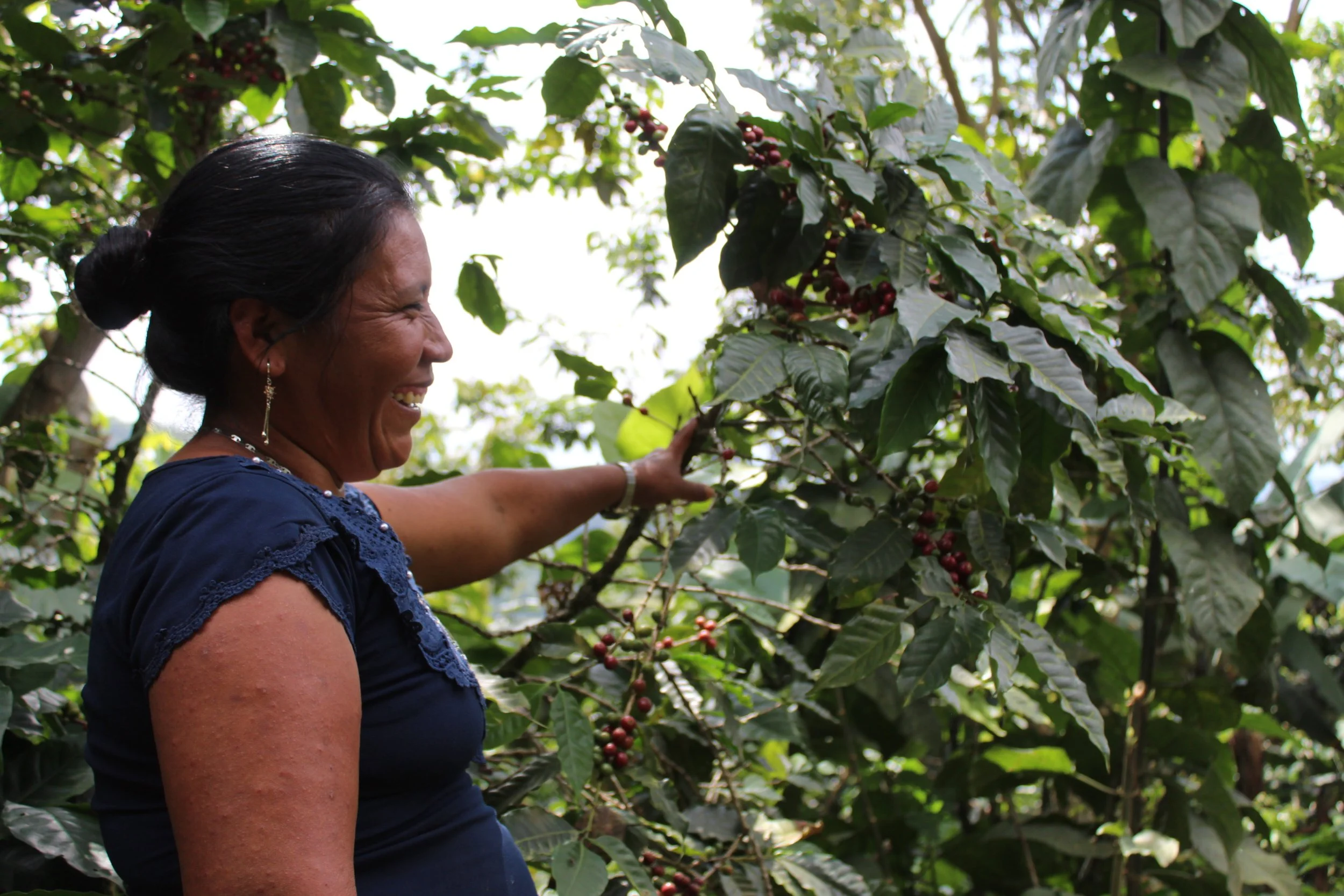 Woman coffee producer next to coffee tree in San Marcos growing region