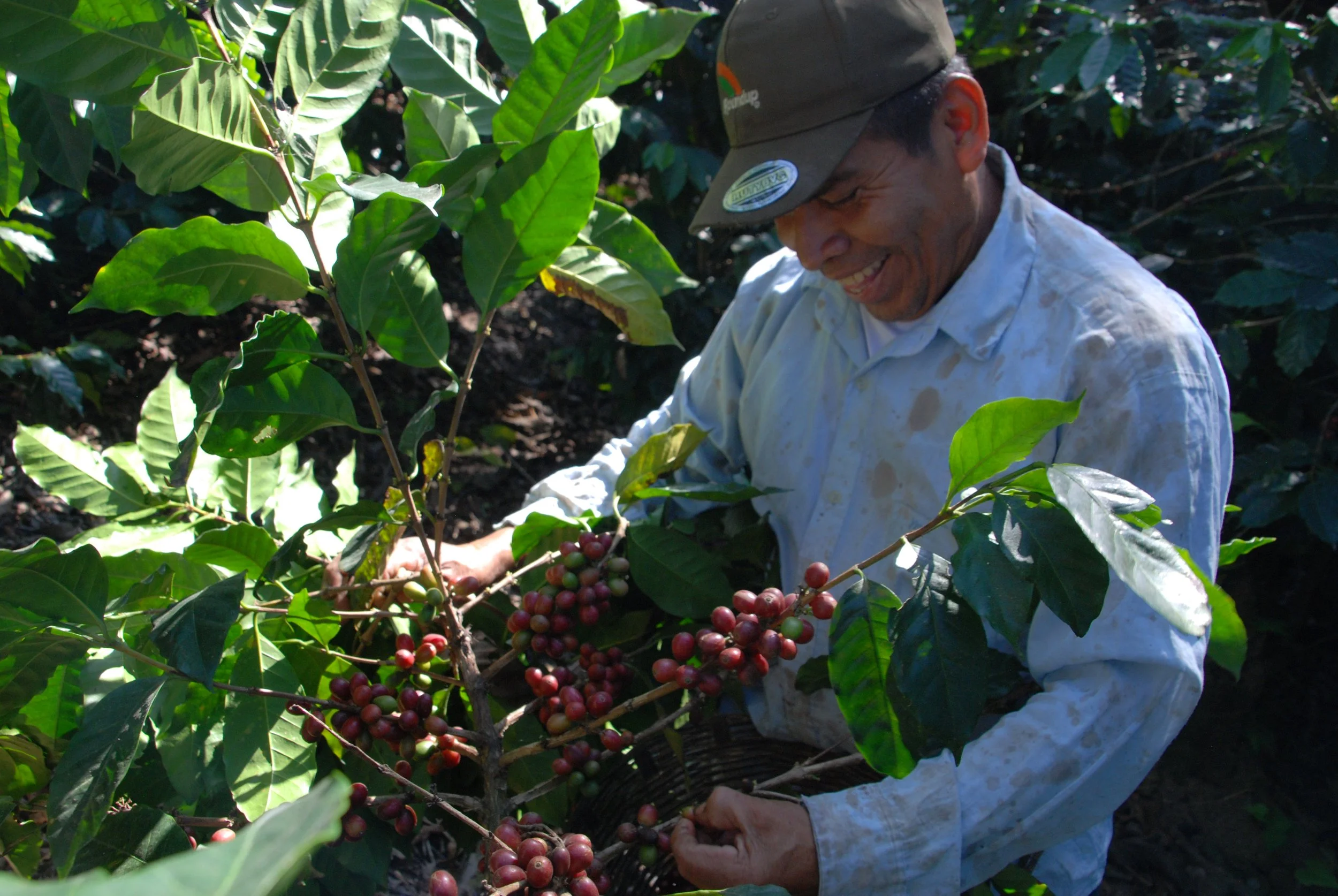 Coffee producer harvesting coffee cherries
