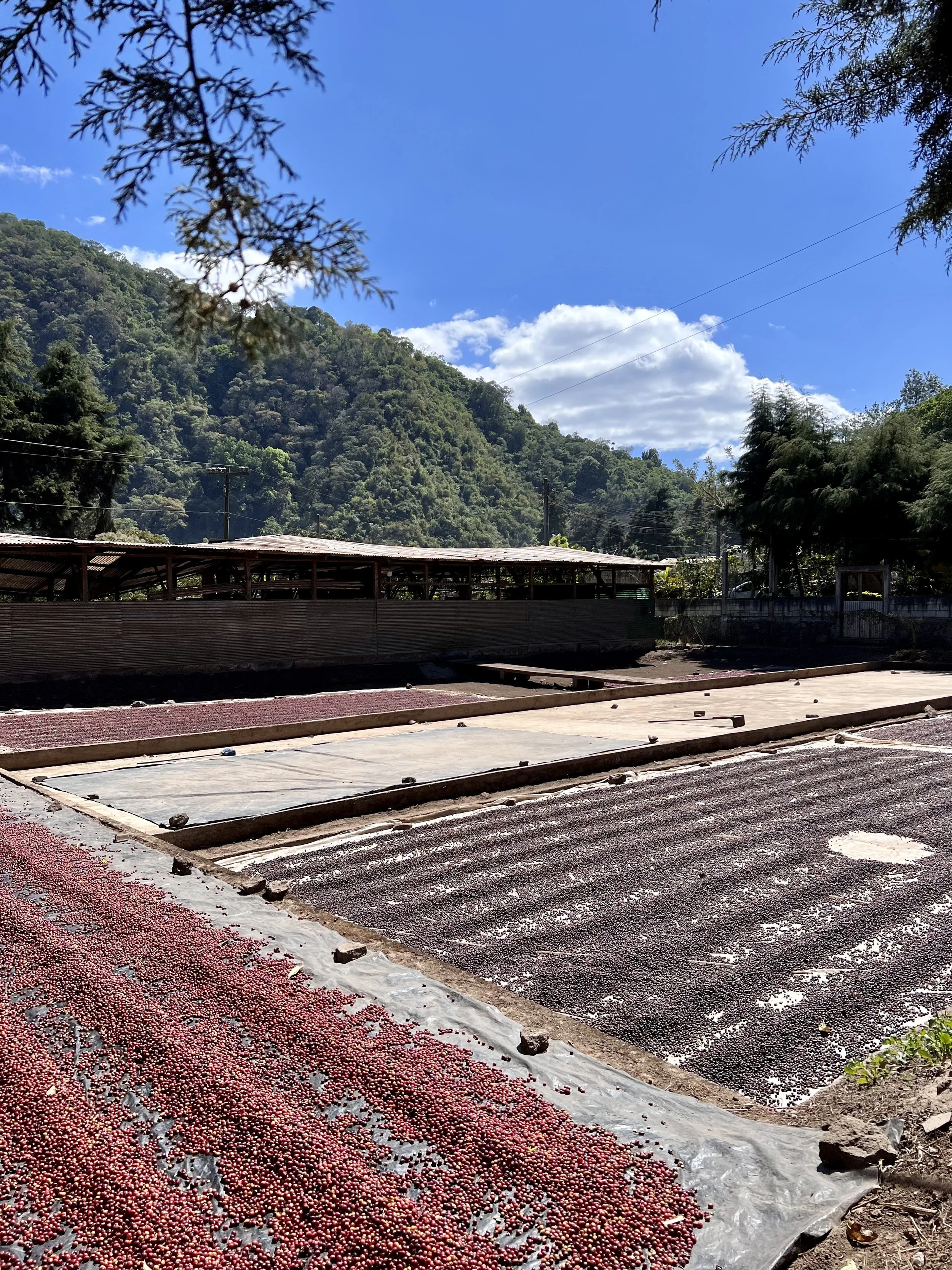 coffee cherries drying in coffee farming community of Guatemala | community impact through donations