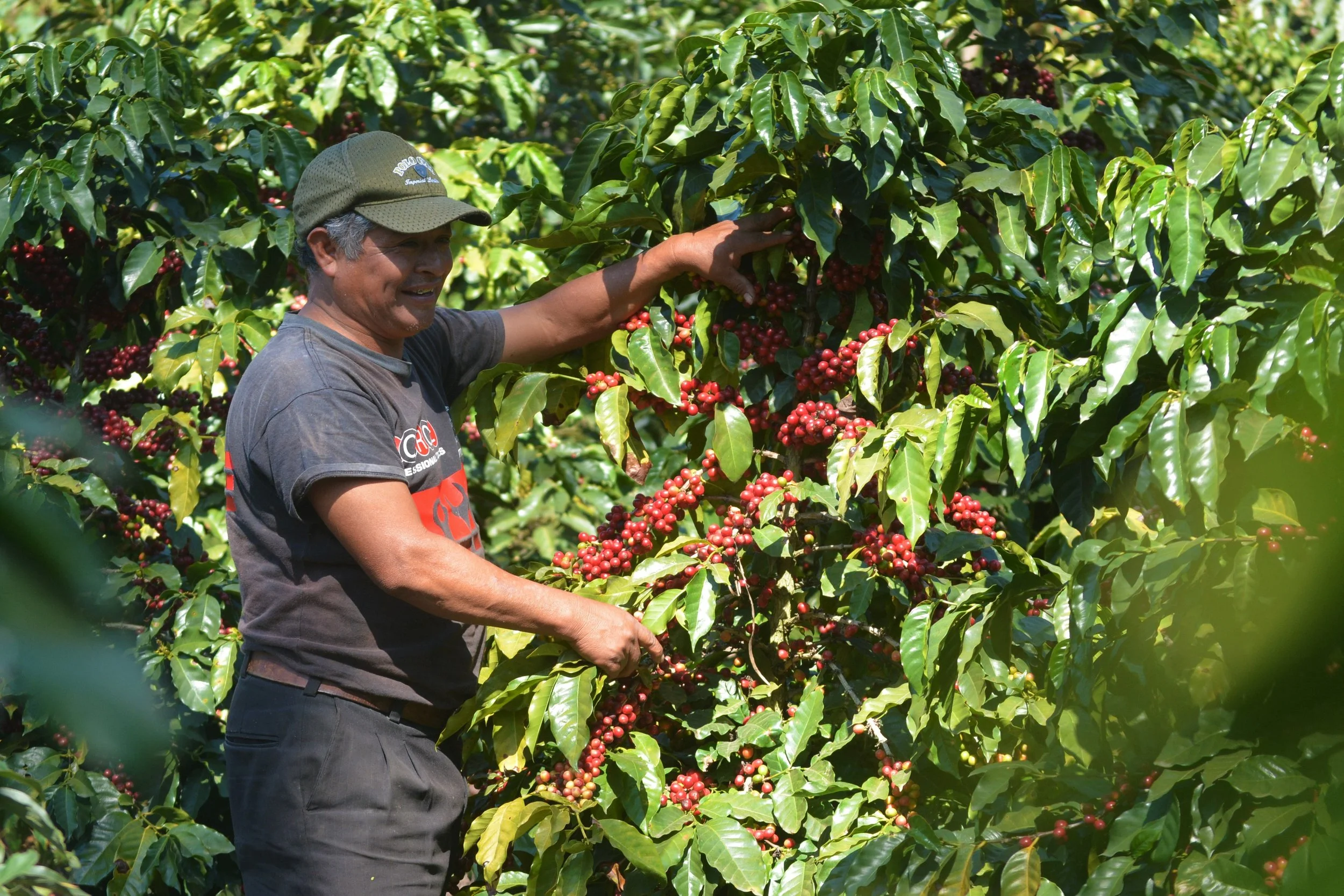 example of traditional farming - coffee producer in coffee farm - shade grown coffee