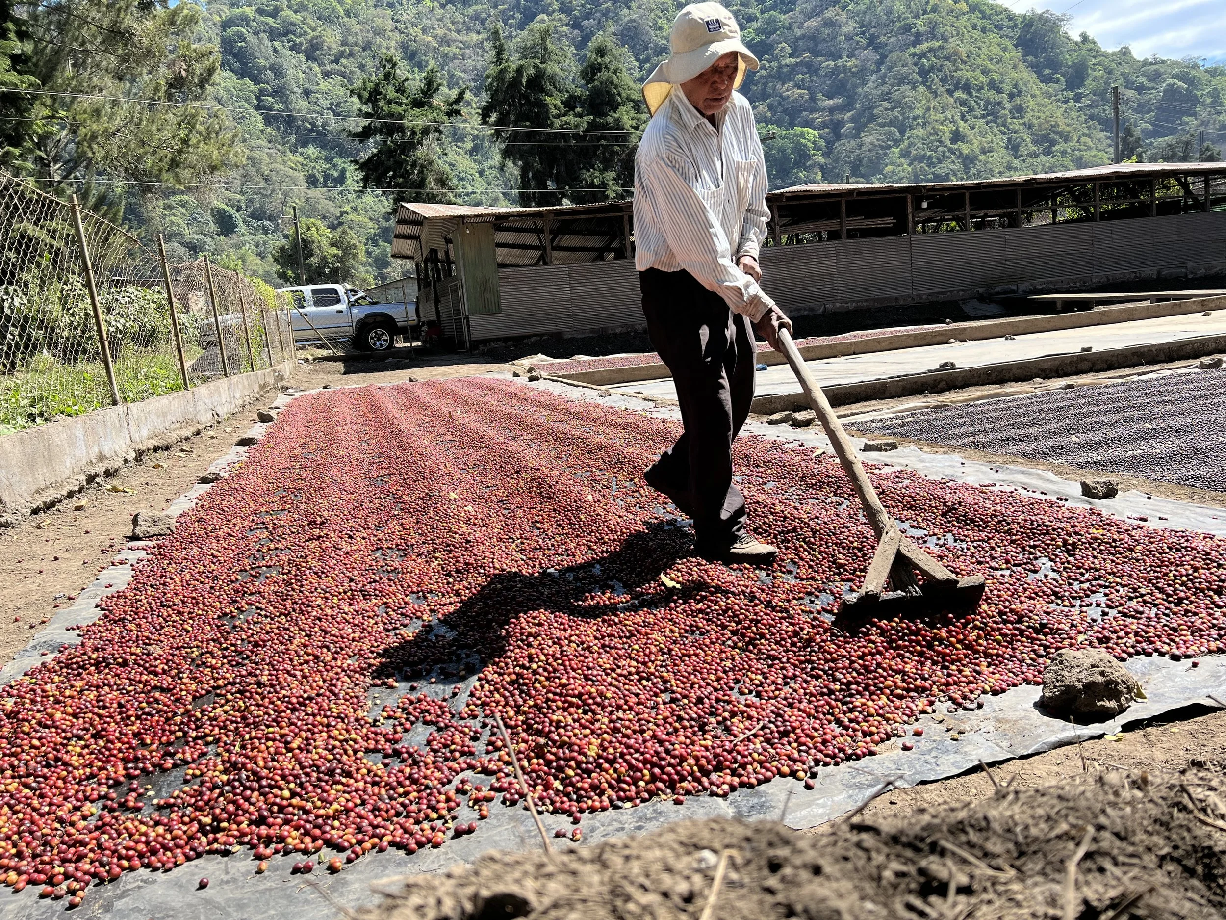 Drying process of natural coffee processing | coffee supply chain