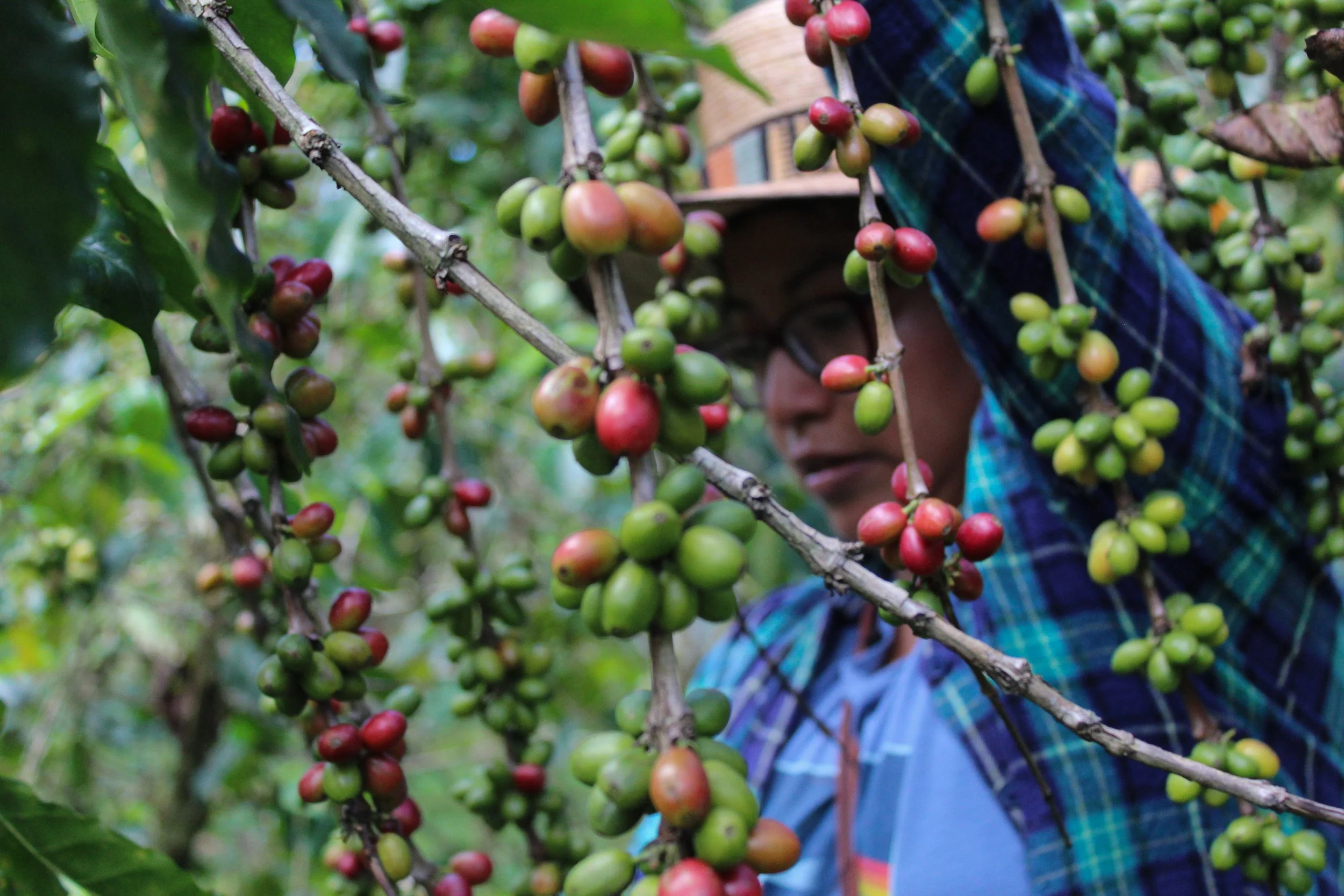 Coffee producer harvesting arabica coffee beans
