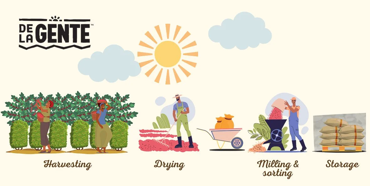 Peculiarities of Guatemalan Natural Processed Coffee — De La Gente