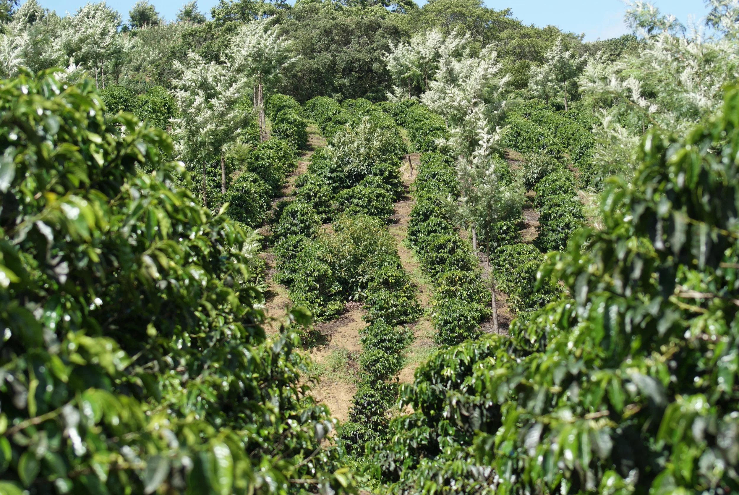 Coffee Plantations Ltd
