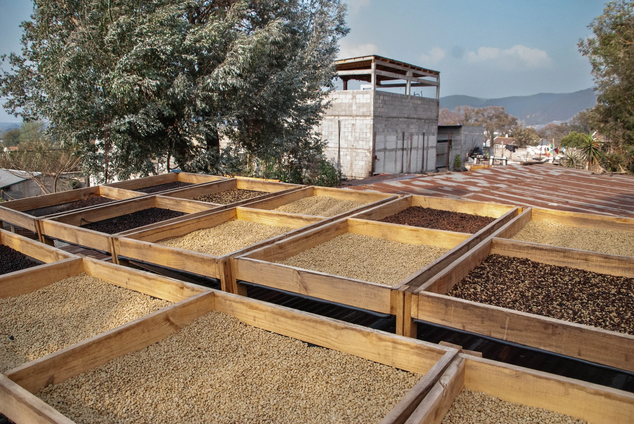 raised drying beds used after coffee processing | innovation in coffee
