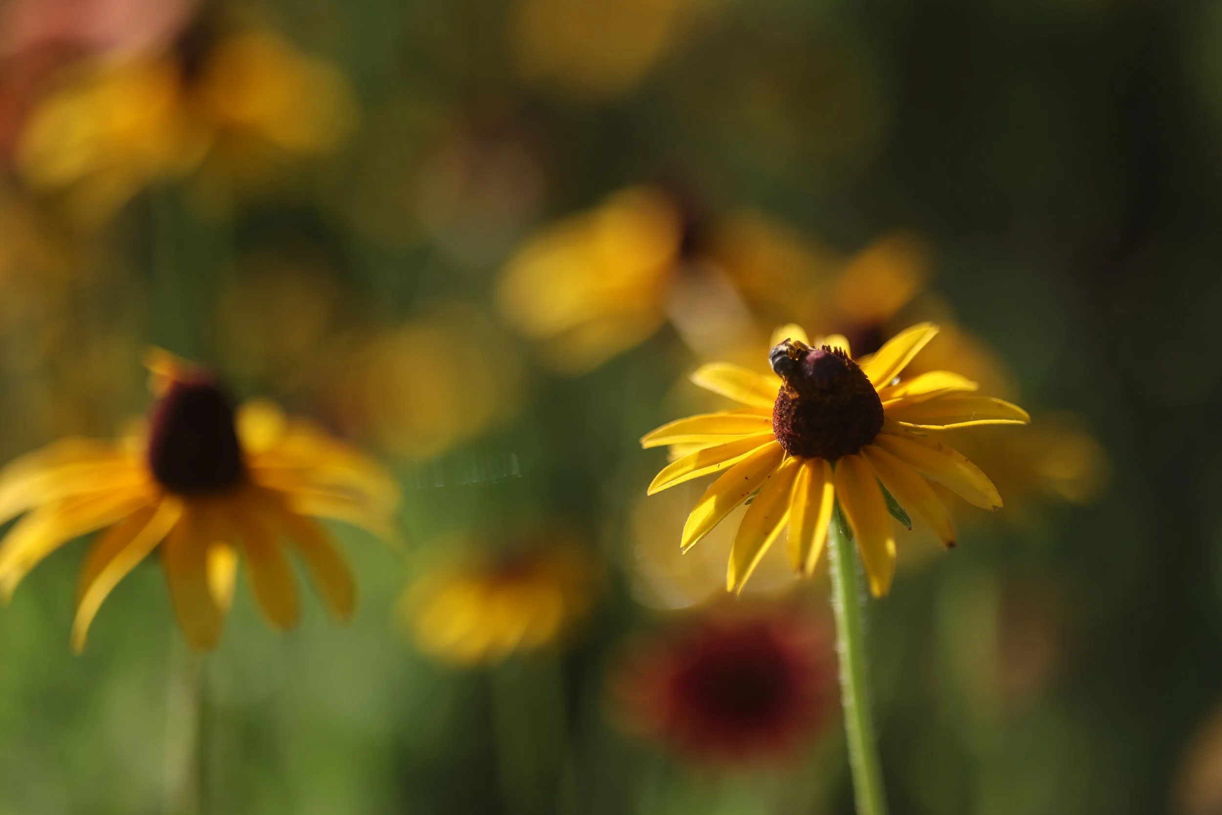 Why You Should Plant Florida Native Plants in Your Central Florida Yard