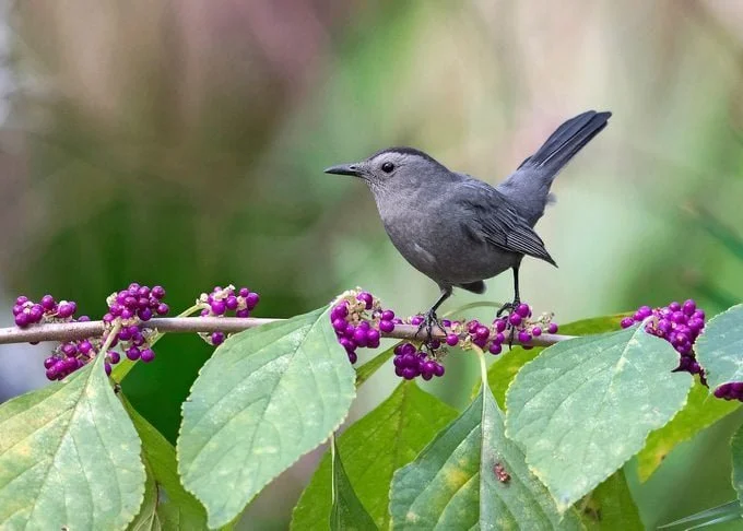 Best Low-Maintenance Florida Native Plants For Central Florida