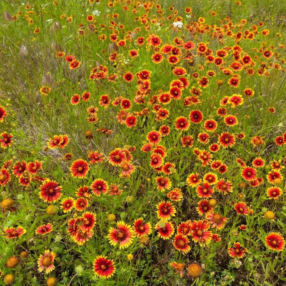 20 Best Florida Native Plants That Thrive in Central Florida