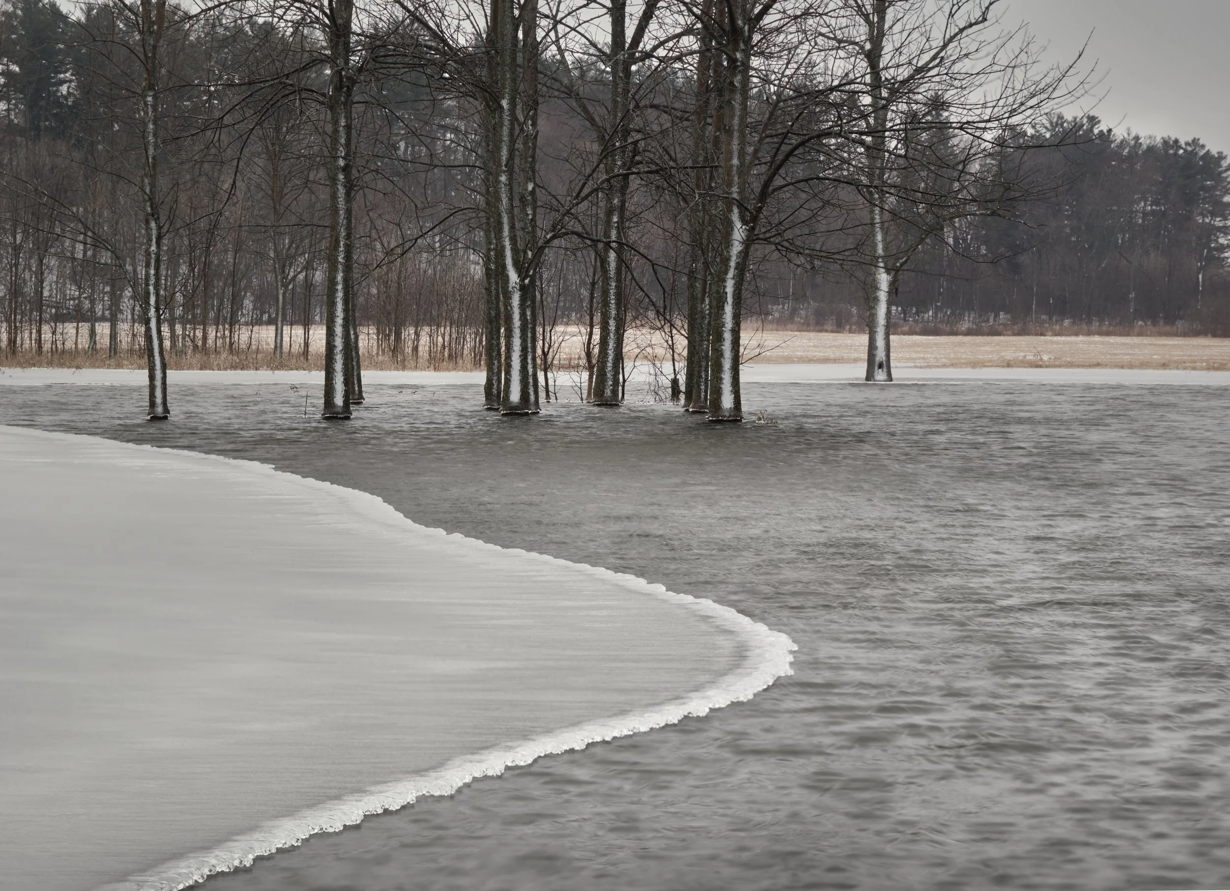 VERMONT  ICY TREES 1.jpg