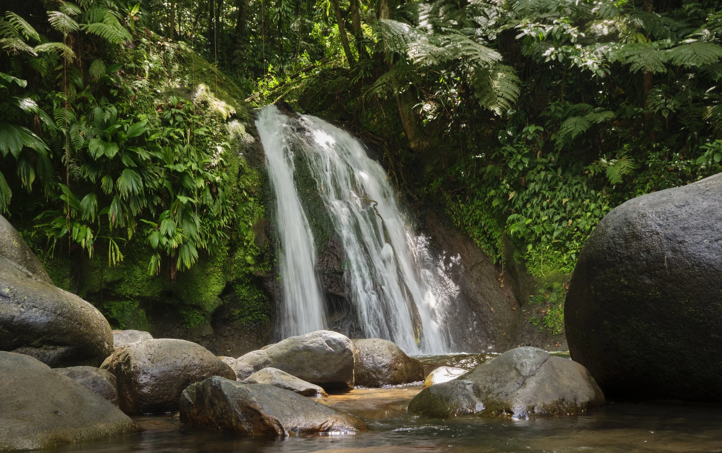 GUADELOUPE  GUADELOUPE  _DSF8139.jpg