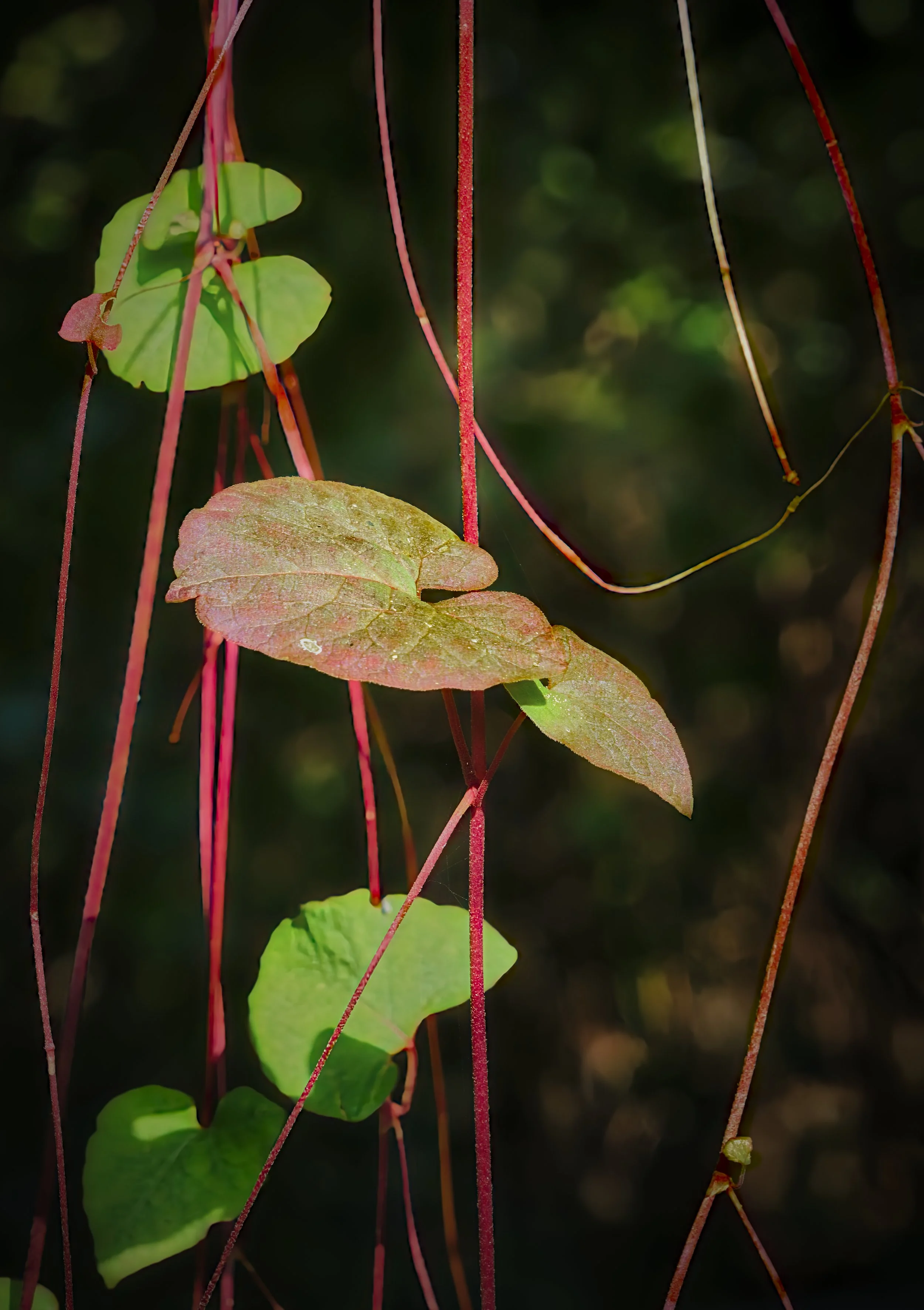VERMONT  LN INTERVALE  30-09-23SXF16-80mmF4 R OIS WR 17561.jpg