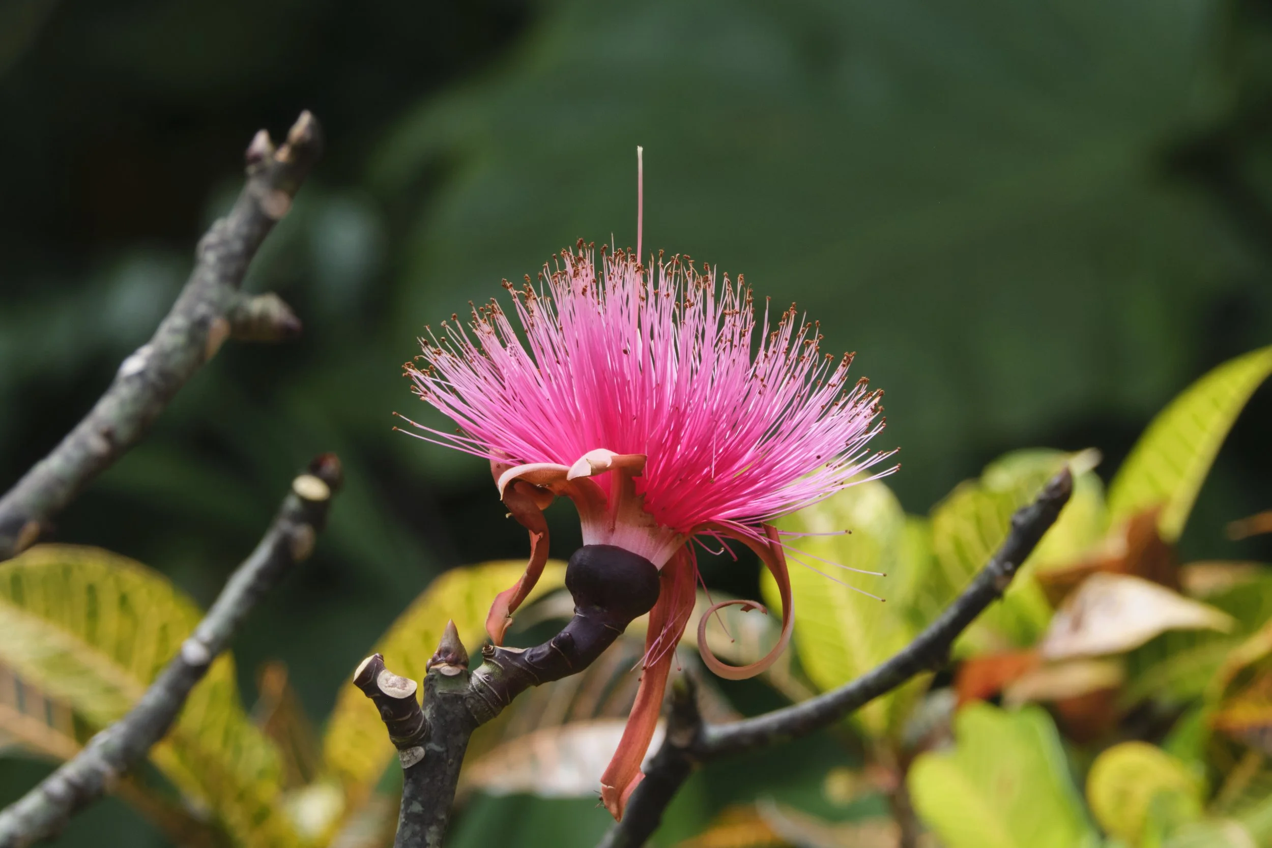 GUADELOUPE  GUADELOUPE  _DSF8646.jpg