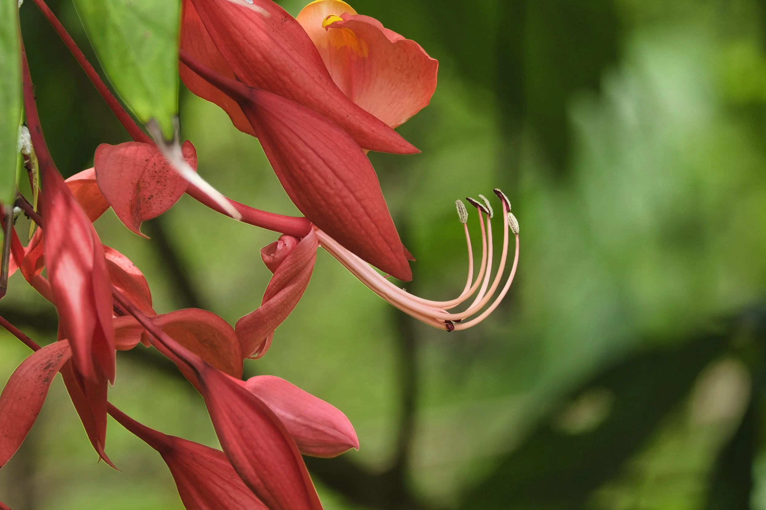 GUADELOUPE  LN FLOW GUADELOUPE  _DSF8845.jpg