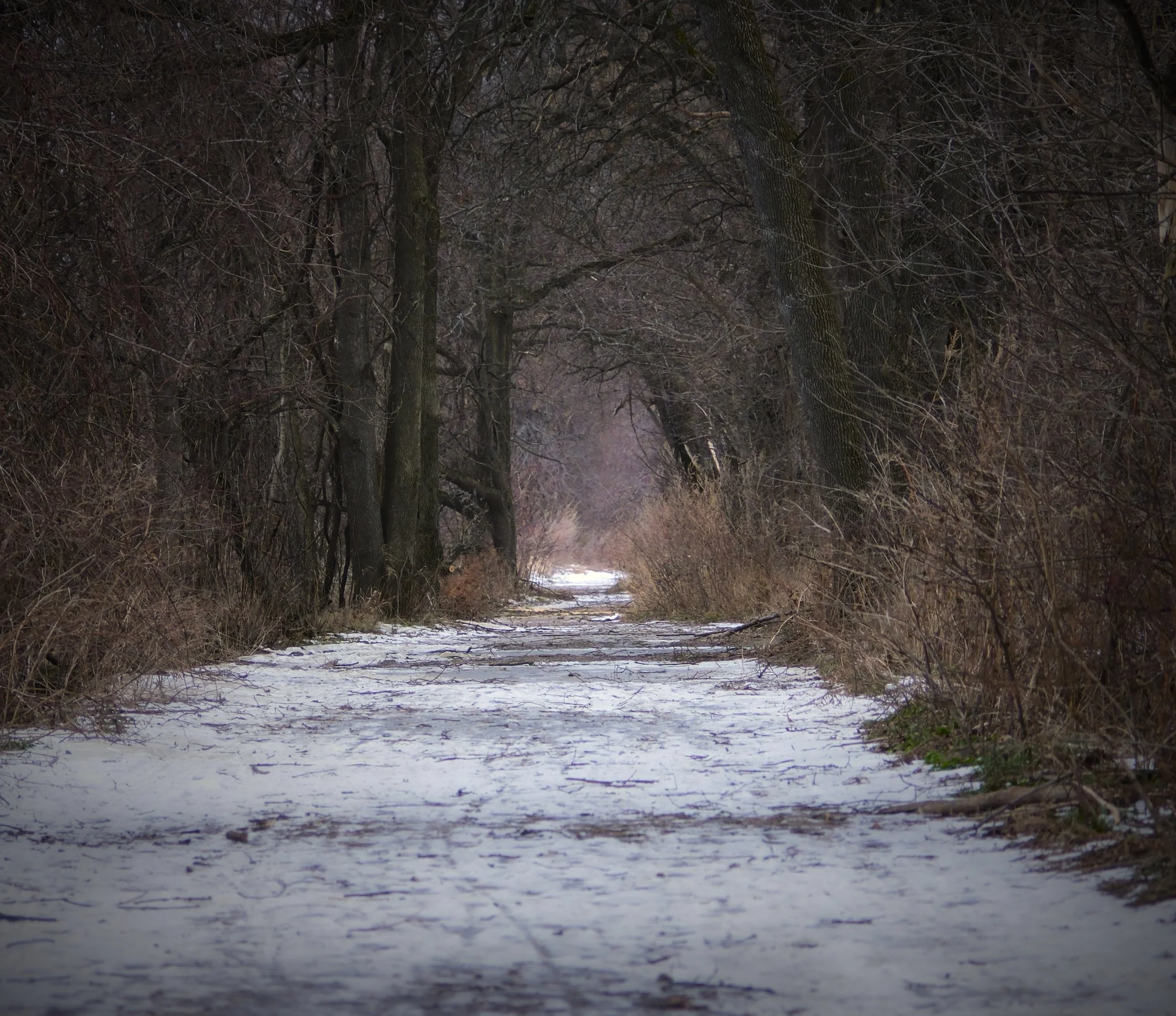 VERMONT  INTERVALE TEST 28-12-22 XF16-80mmF4 R OIS WR11378.jpg