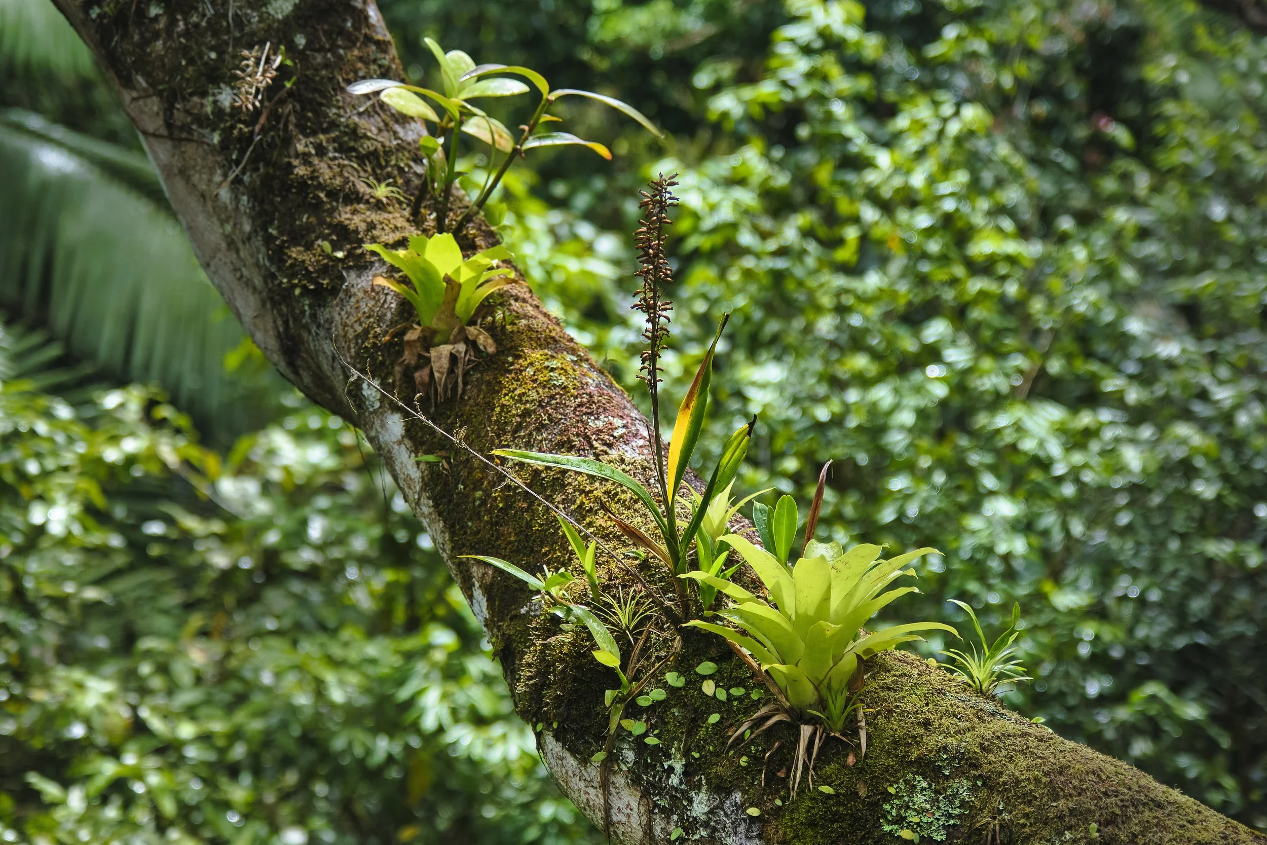 GUADELOUPE  LN GUADELOUPE  _DSF8351.jpg