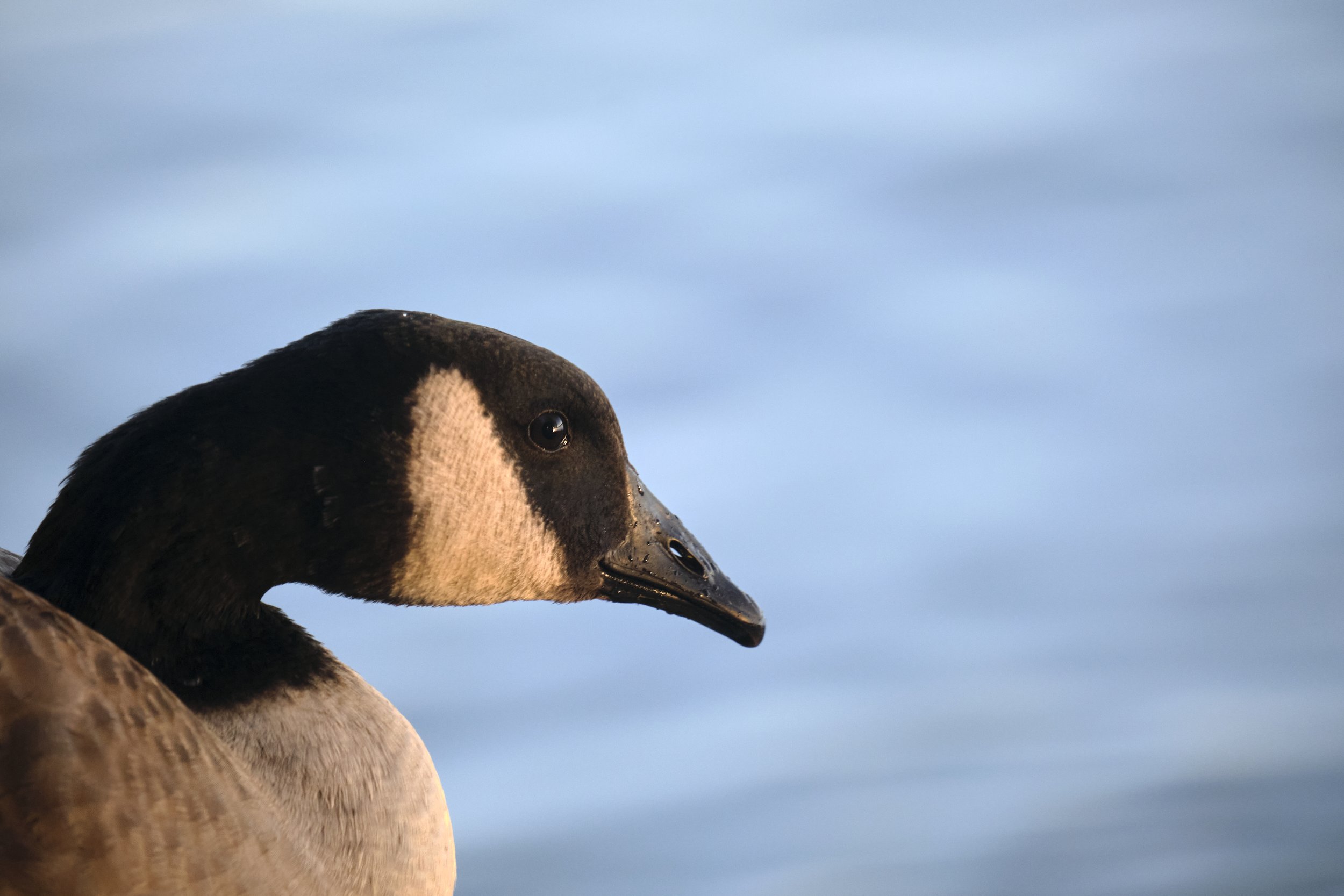 VERMONT  SHELBURNE POND  101520220171.jpg