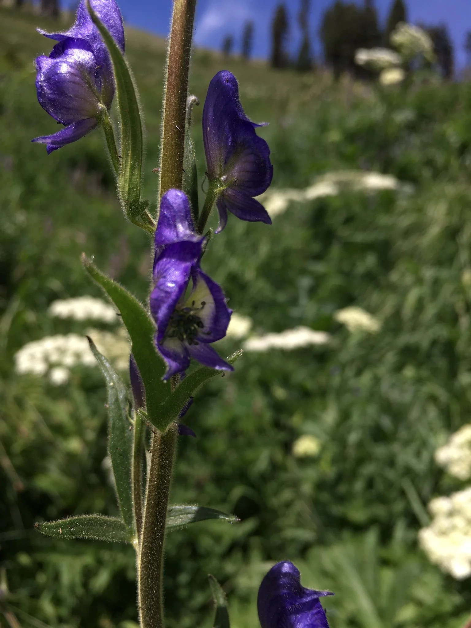 BD346687-CA77-4415-95AD-9838EB9E9BC2_1_102_o.jpeg