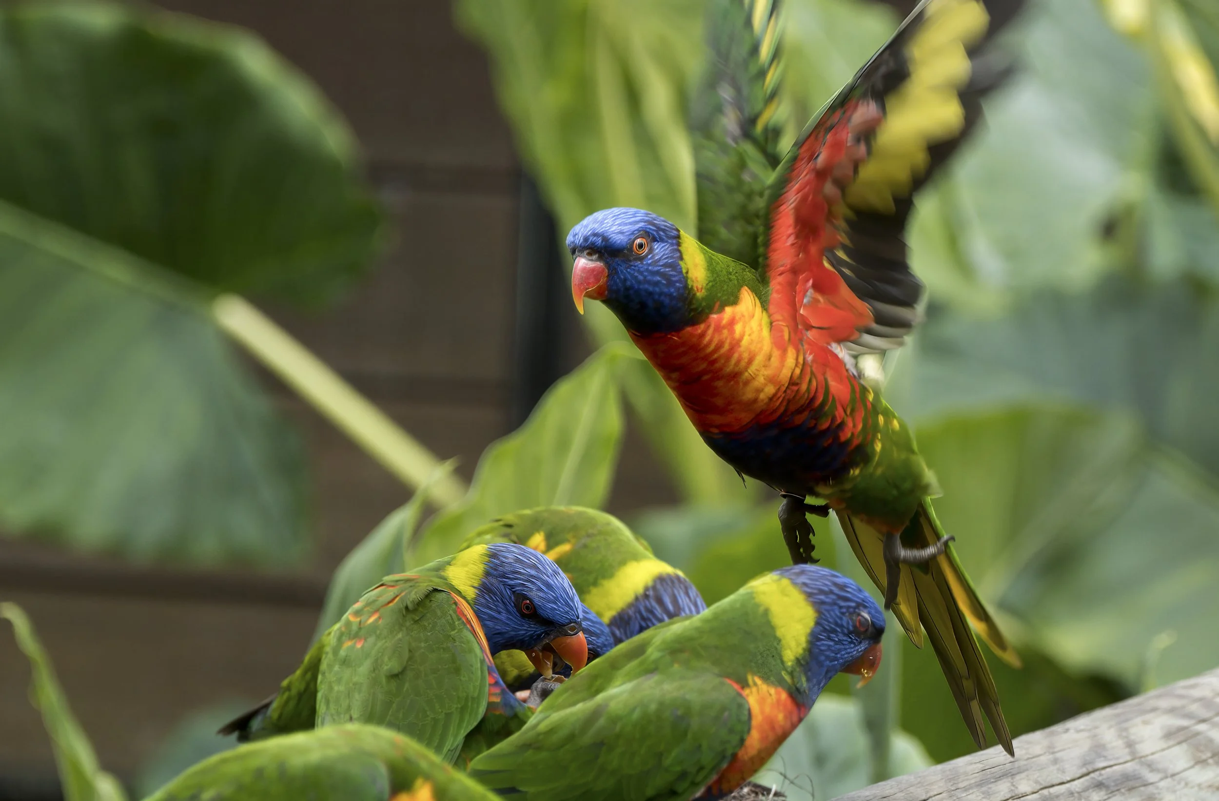 GUADELOUPE  GUAD LAUROCETESGUADELOUPE  DSCF8961-topaz  04122025 v2-sharpen-denoise-crop.jpg