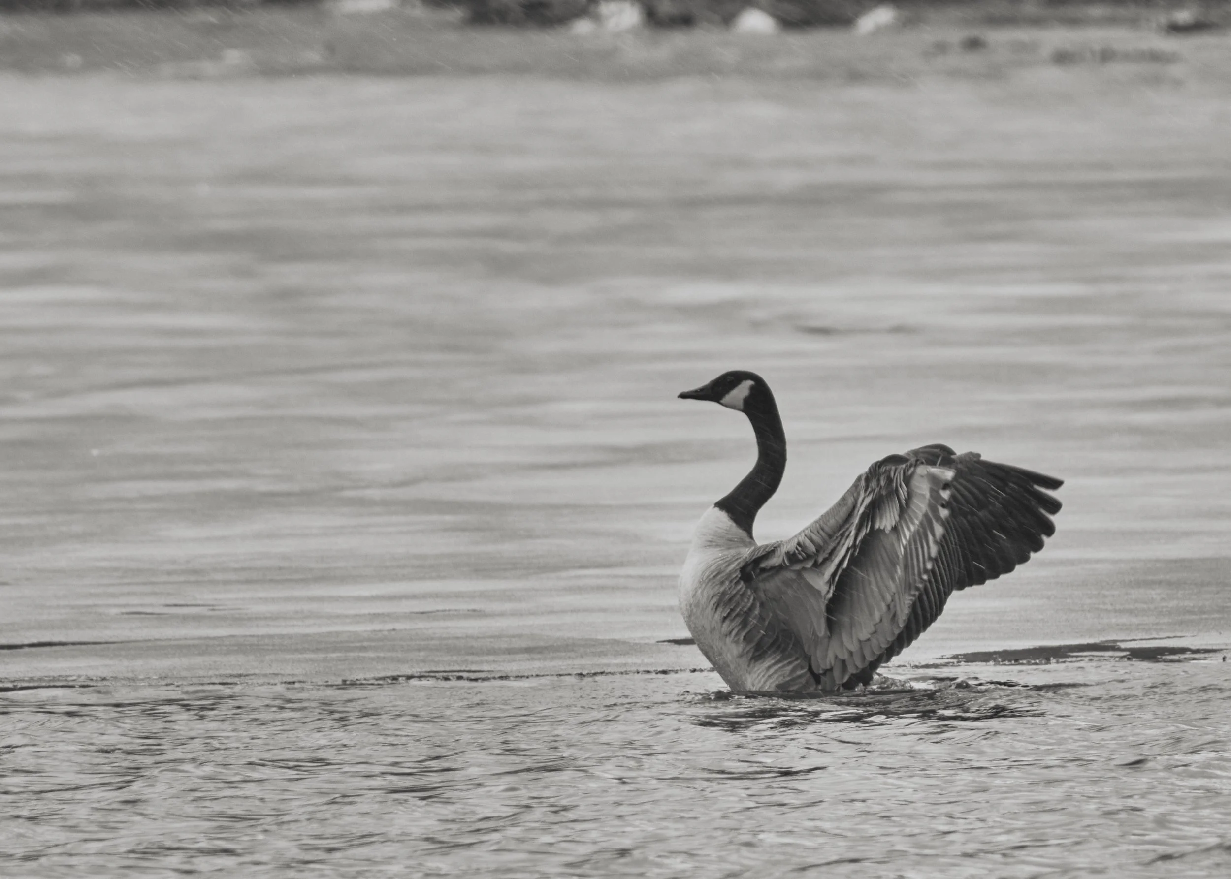 VERMONT  LAKE CHAMP DSCF7785.jpg