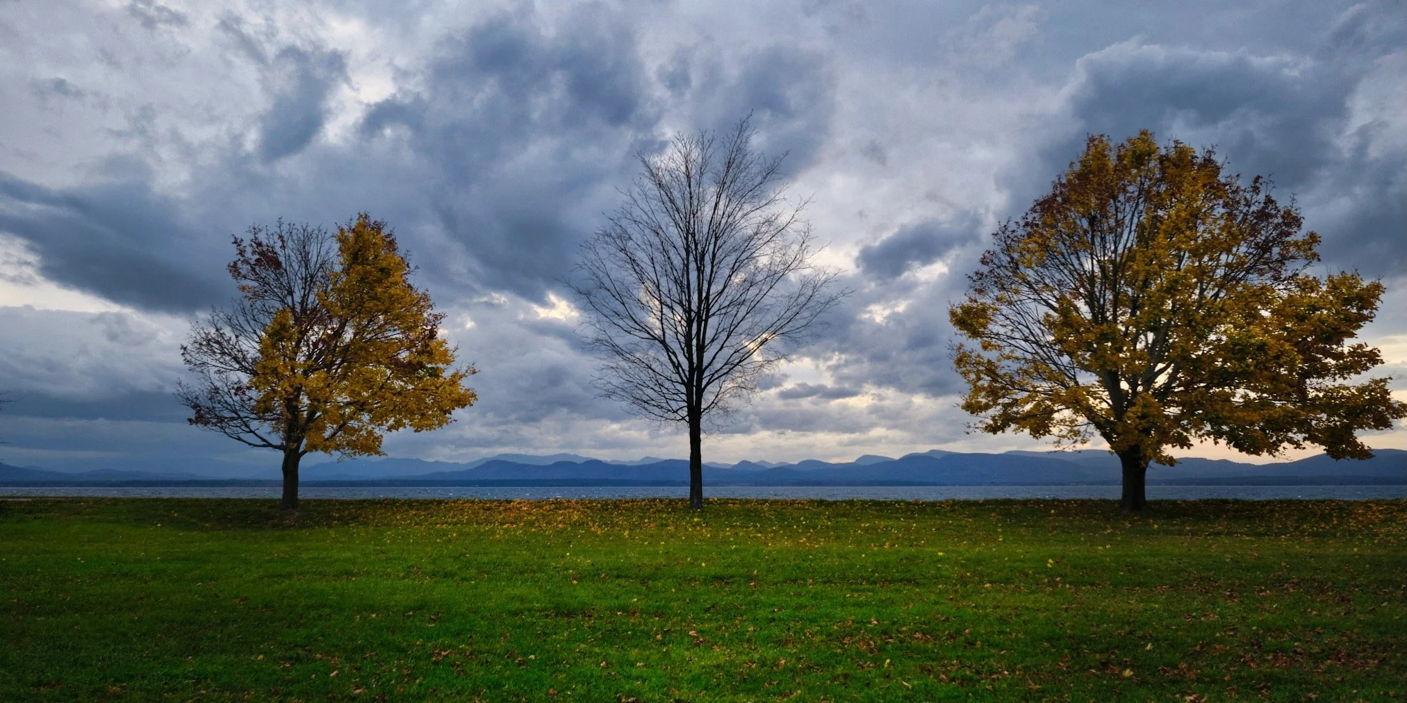 TREES SHELBURNE Nov 05 2022202.jpeg