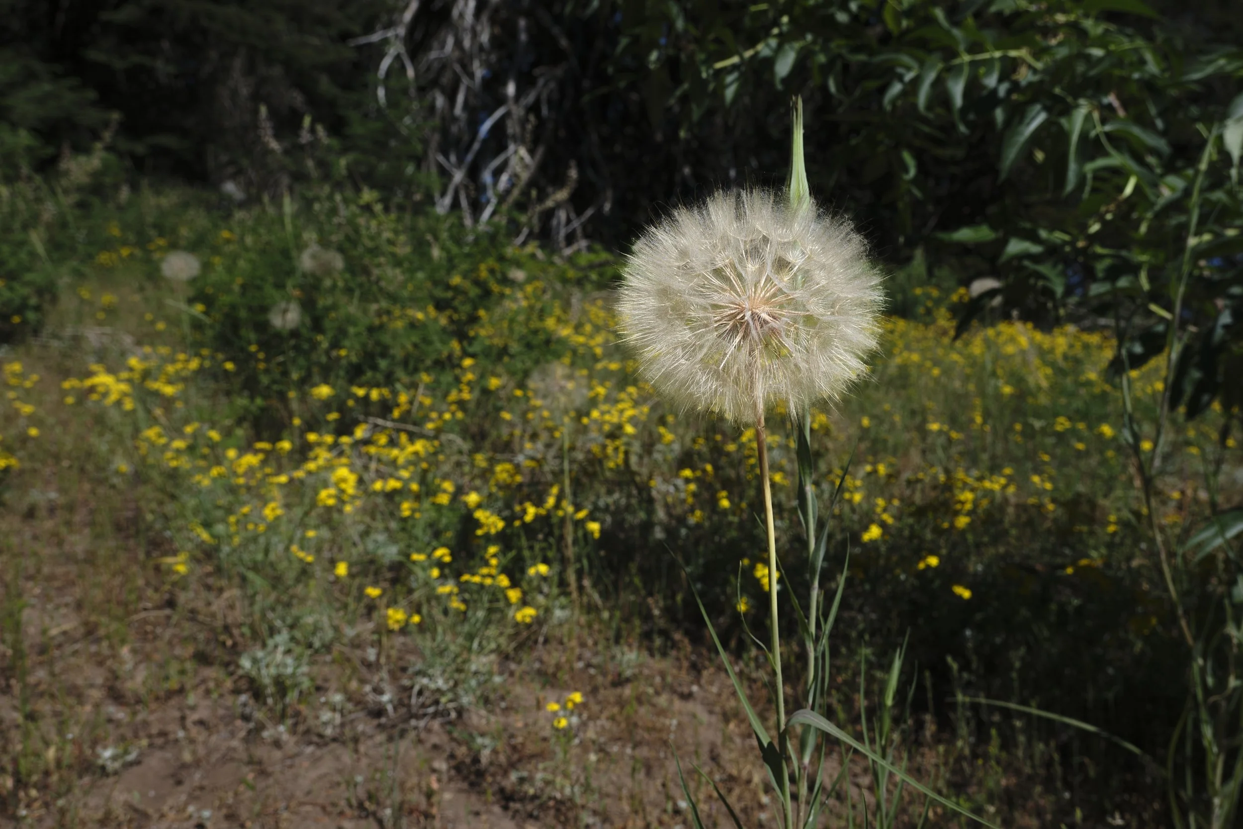 OREGON  GRIZ PEAK  _DSF6352.jpg